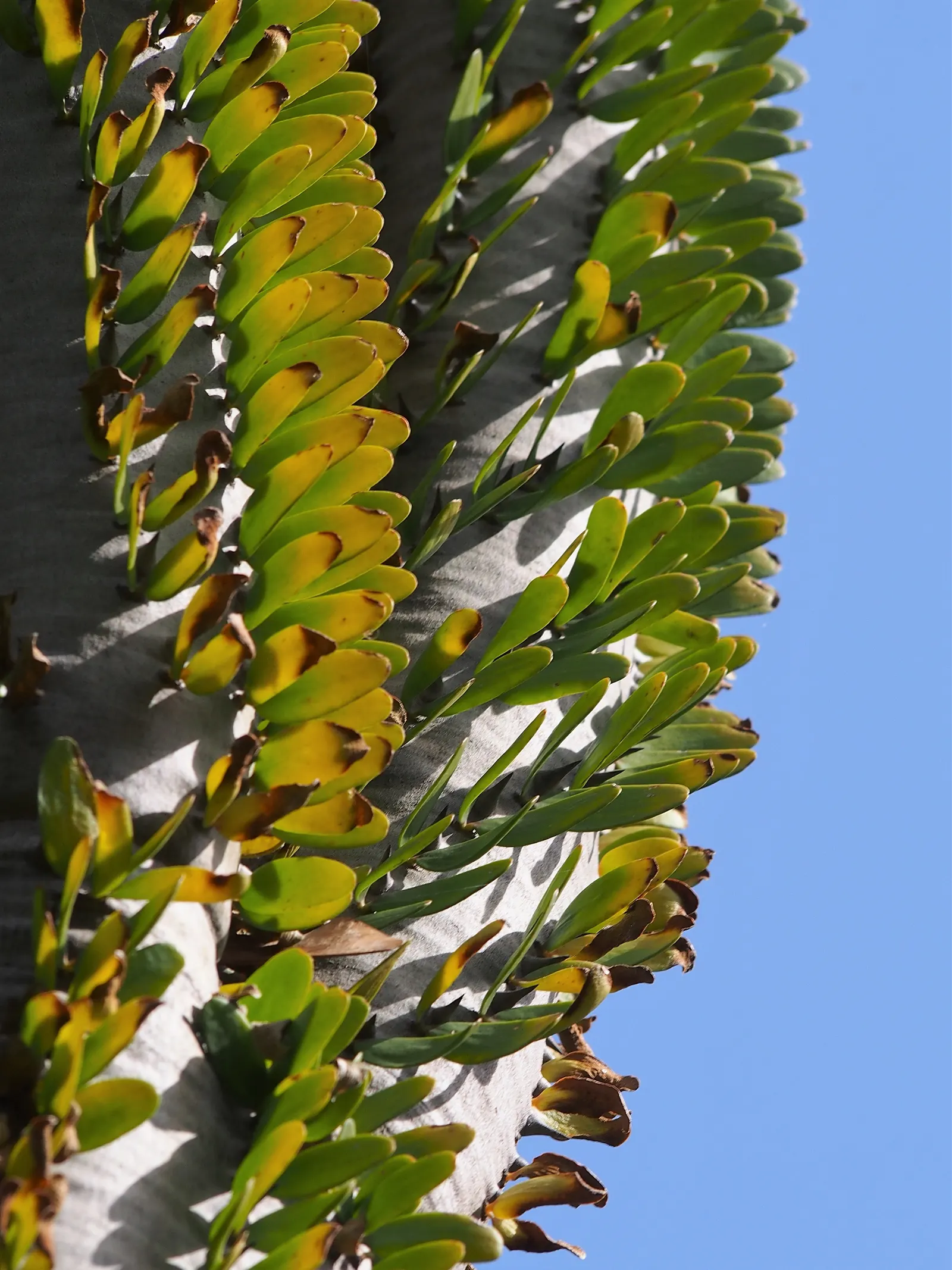 African Madigascan (Alluaudia Procera) — it is well adapted to hot