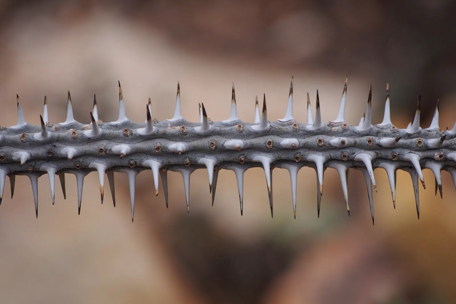 African Madigascan (Alluaudia Procera) — drought-tolerant succulent