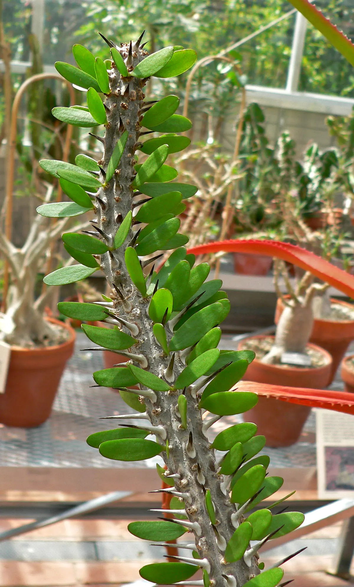 African Madigascan (Alluaudia Procera) — is a distinctive spiny succulent native to the arid regions of Madagascar; its cylindrical, upright branches, covered