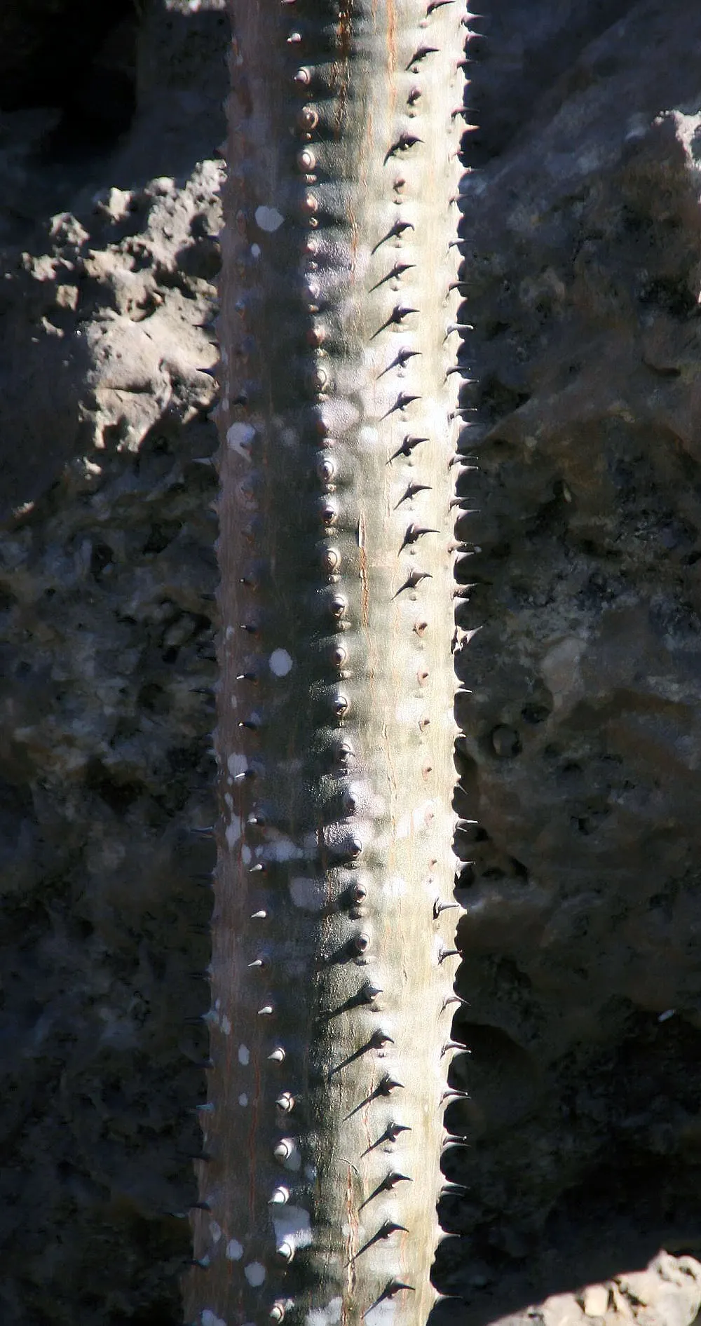 African Madigascan (Alluaudia Procera) — commonly known as the African Madagascar Ocotillo or simply the Madagascar Ocotillo; that due to its needs for minimal