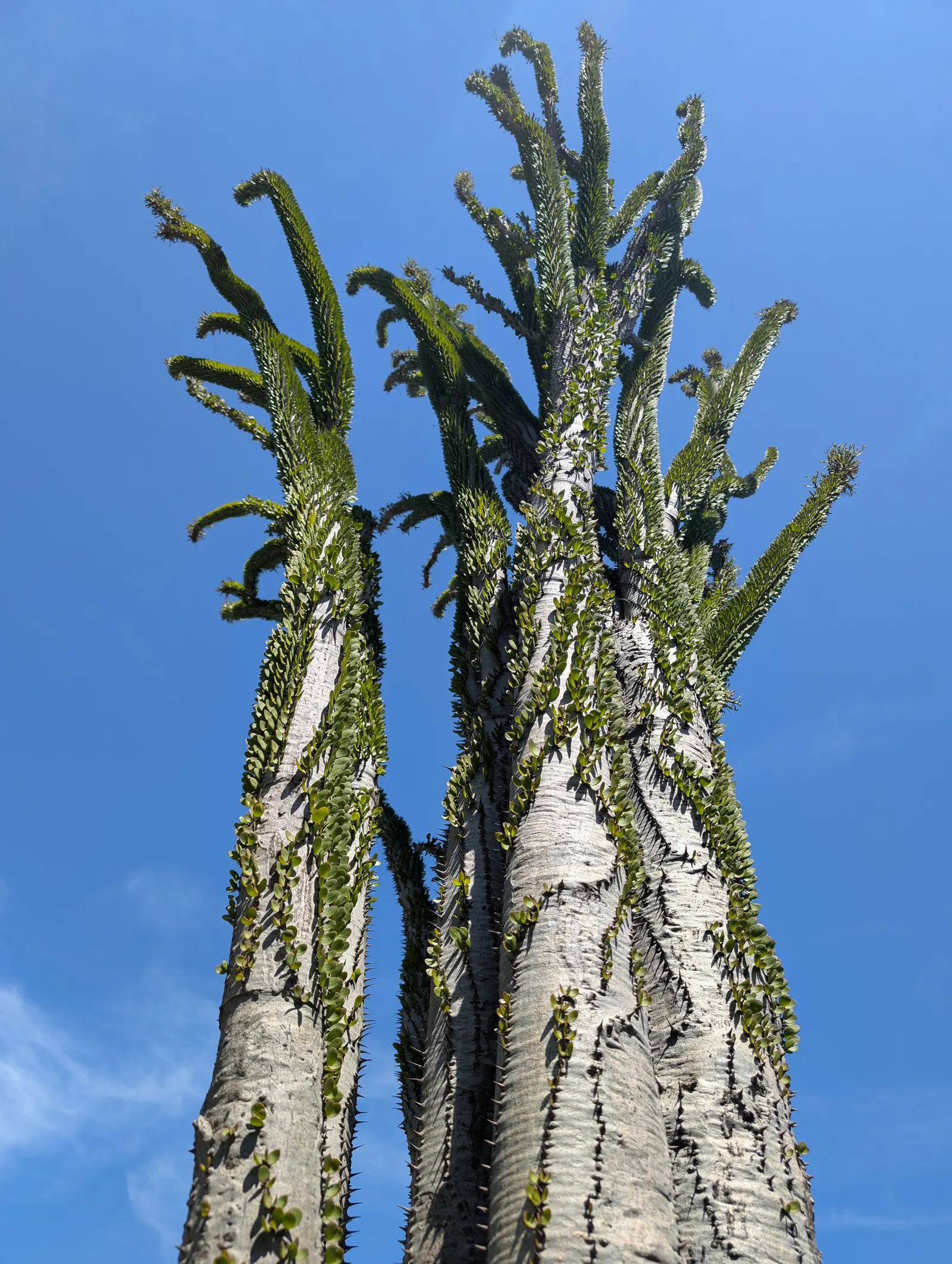 African Madigascan (Alluaudia Procera) — growing up to 18 feet tall