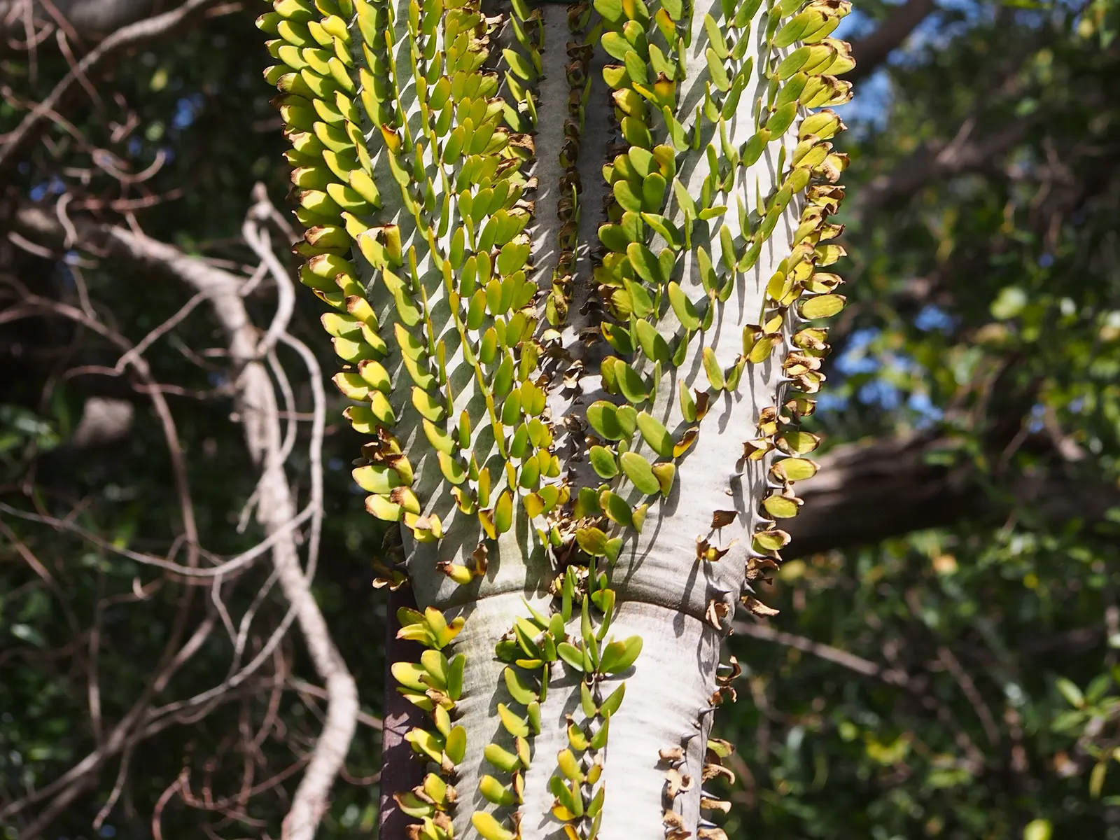 African Madigascan (Alluaudia Procera) — columnar stems are covered in sharp