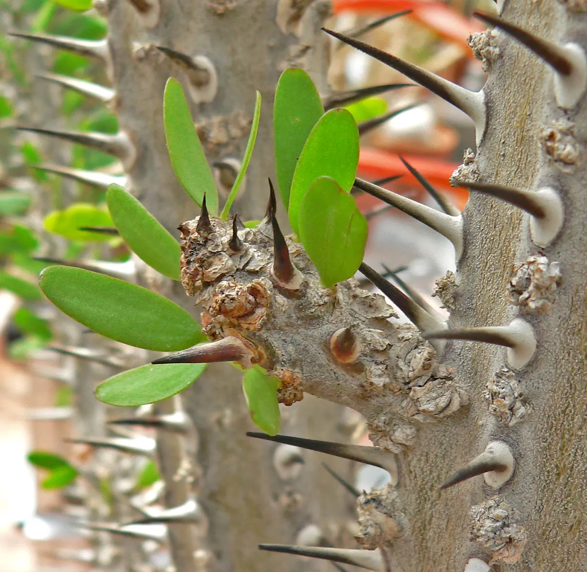 African Madigascan (Alluaudia Procera) — columnar stems are covered in sharp; shrub with white blooms