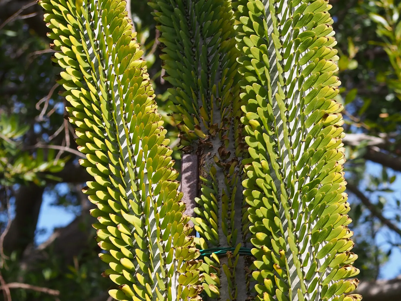 African Madigascan (Alluaudia Procera) — that due to its needs for minimal water and care