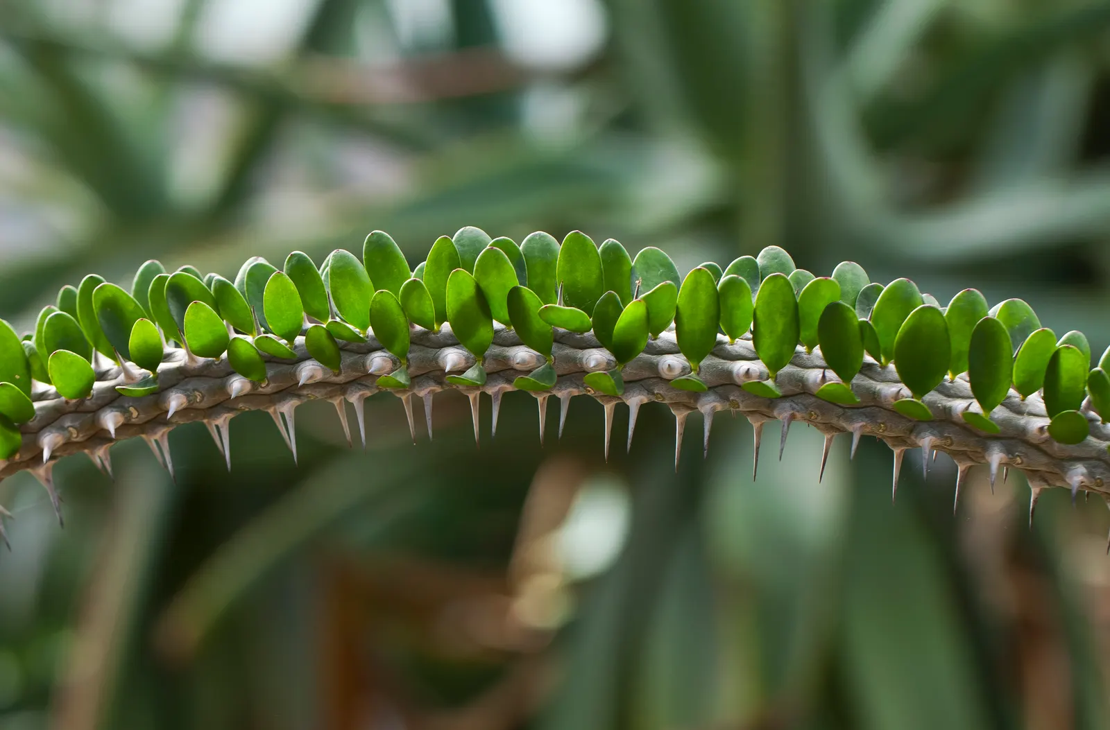 African Madigascan (Alluaudia Procera) — Suitable for xeriscapes, it thrives in full sun and well-draining soil; shrub for full or half, image 54