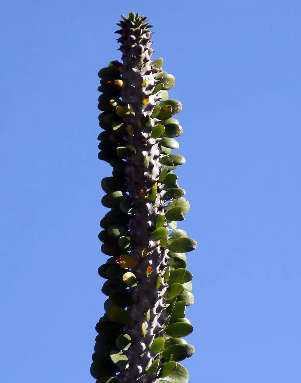 African Madigascan (Alluaudia Procera) — Its cylindrical, upright branches, covered with small, spiny leaves, lend a unique, architectural aesthetic; it is