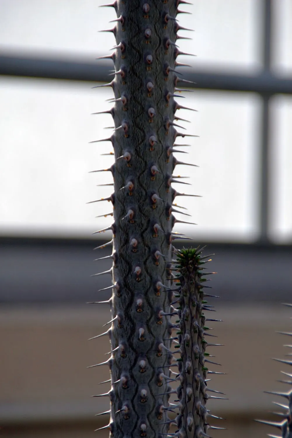 African Madigascan (Alluaudia Procera) — Provides a dramatic vertical element and requires minimal maintenance, perfect for a low-water-use garden; these