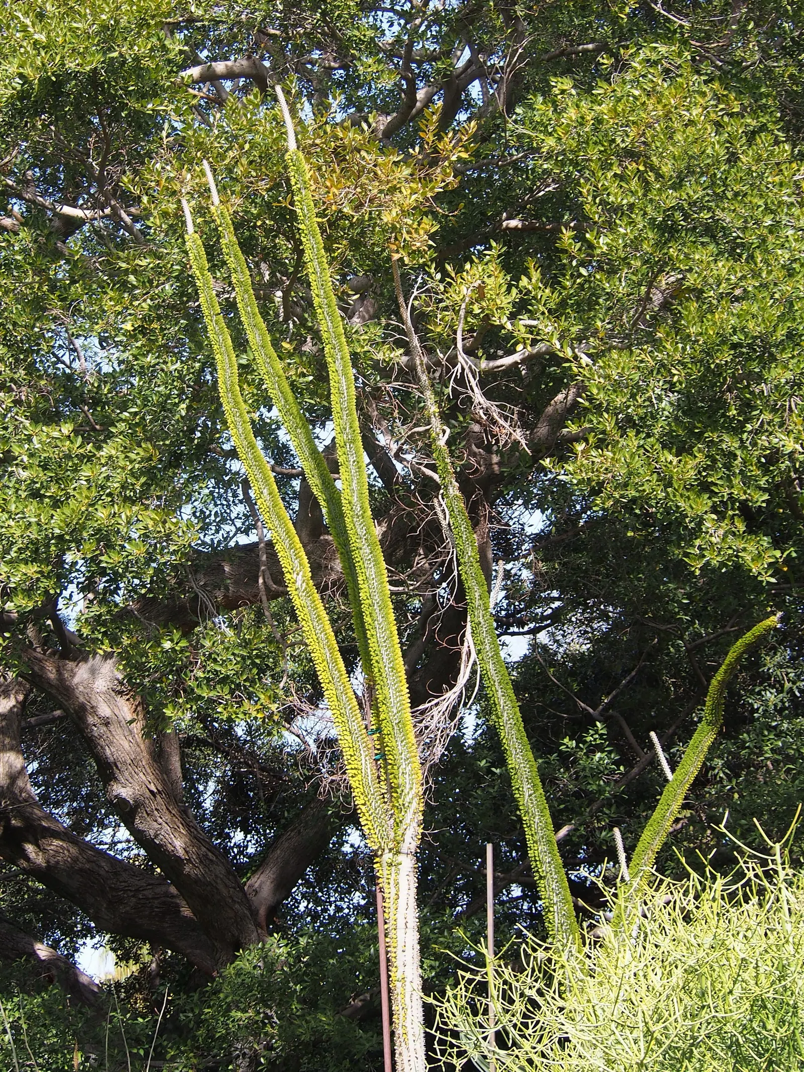 African Madigascan (Alluaudia Procera) — and usually measure about 0.5 to 1.5 inches long