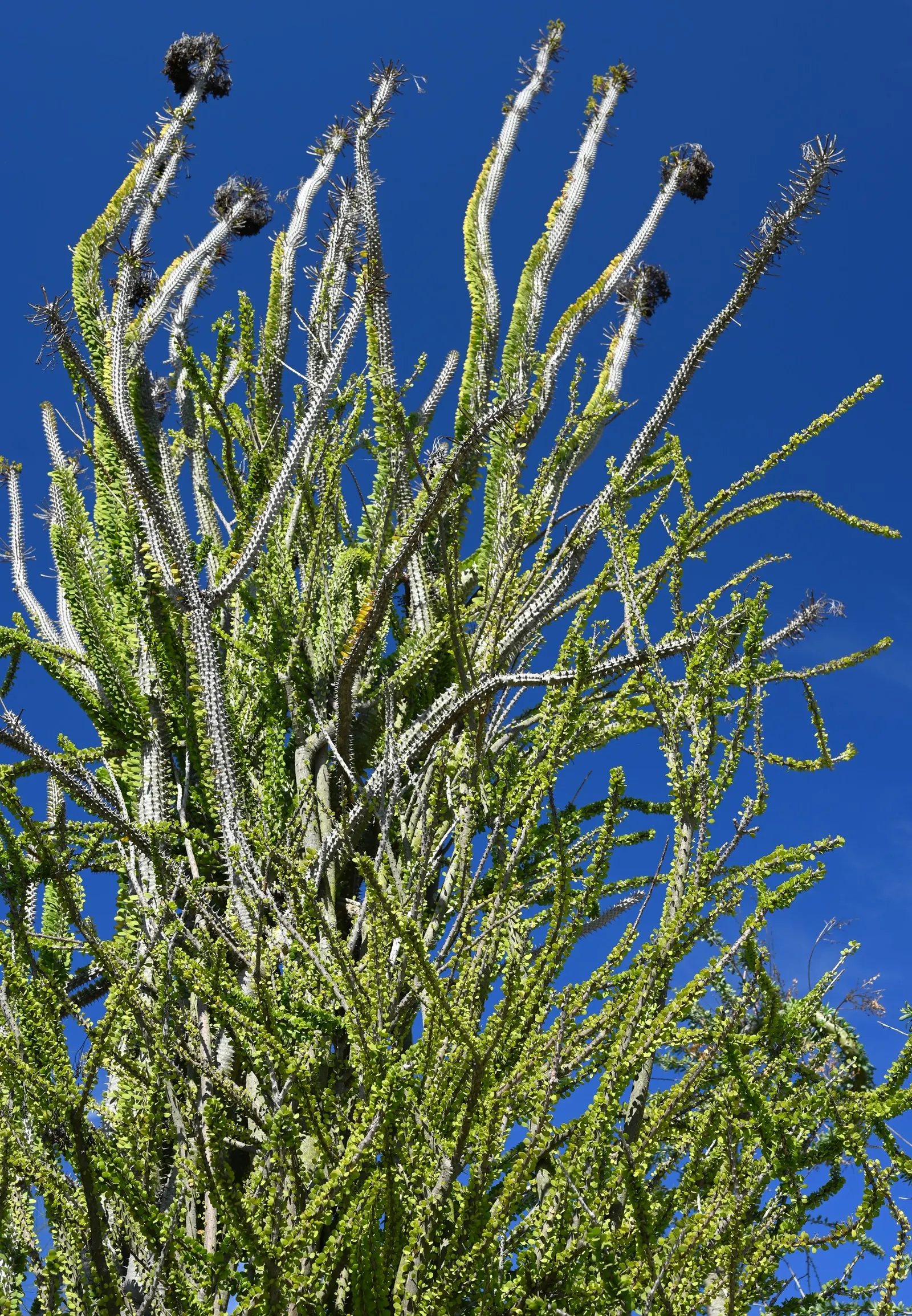 African Madigascan (Alluaudia Procera) — <br><br>Alluaudia procera thrives in full sunlight and requires well-drained soil to prevent root rot