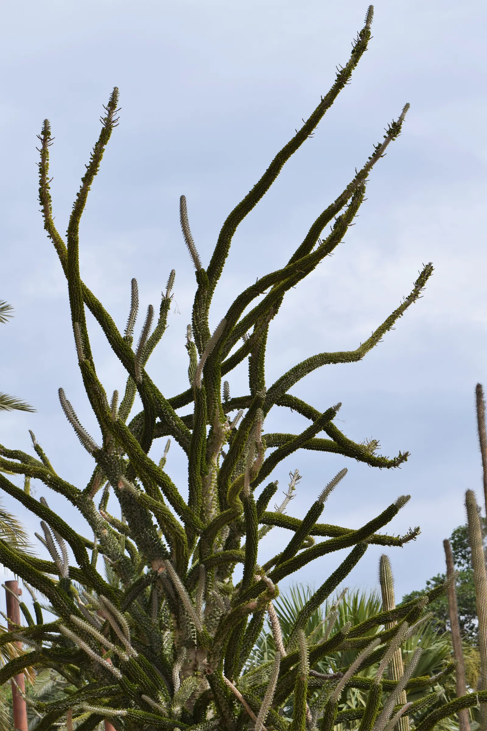 African Madigascan (Alluaudia Procera) — growing up to 18 feet tall; columnar stems are covered in sharp, image 52