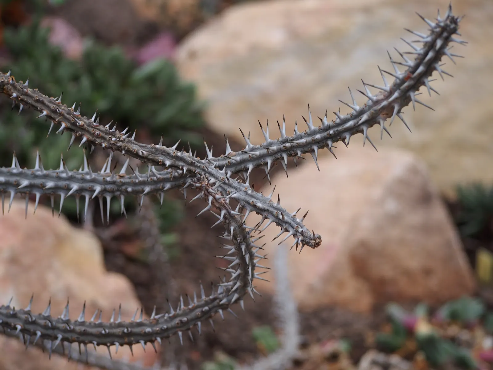 African Madigascan (Alluaudia Procera) — commonly known as the African Madagascar Ocotillo or simply the Madagascar Ocotillo