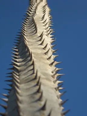 African Madigascan (Alluaudia Procera) — drought-tolerant succulent; suitable for xeriscapes, it thrives in full sun and well-draining soil