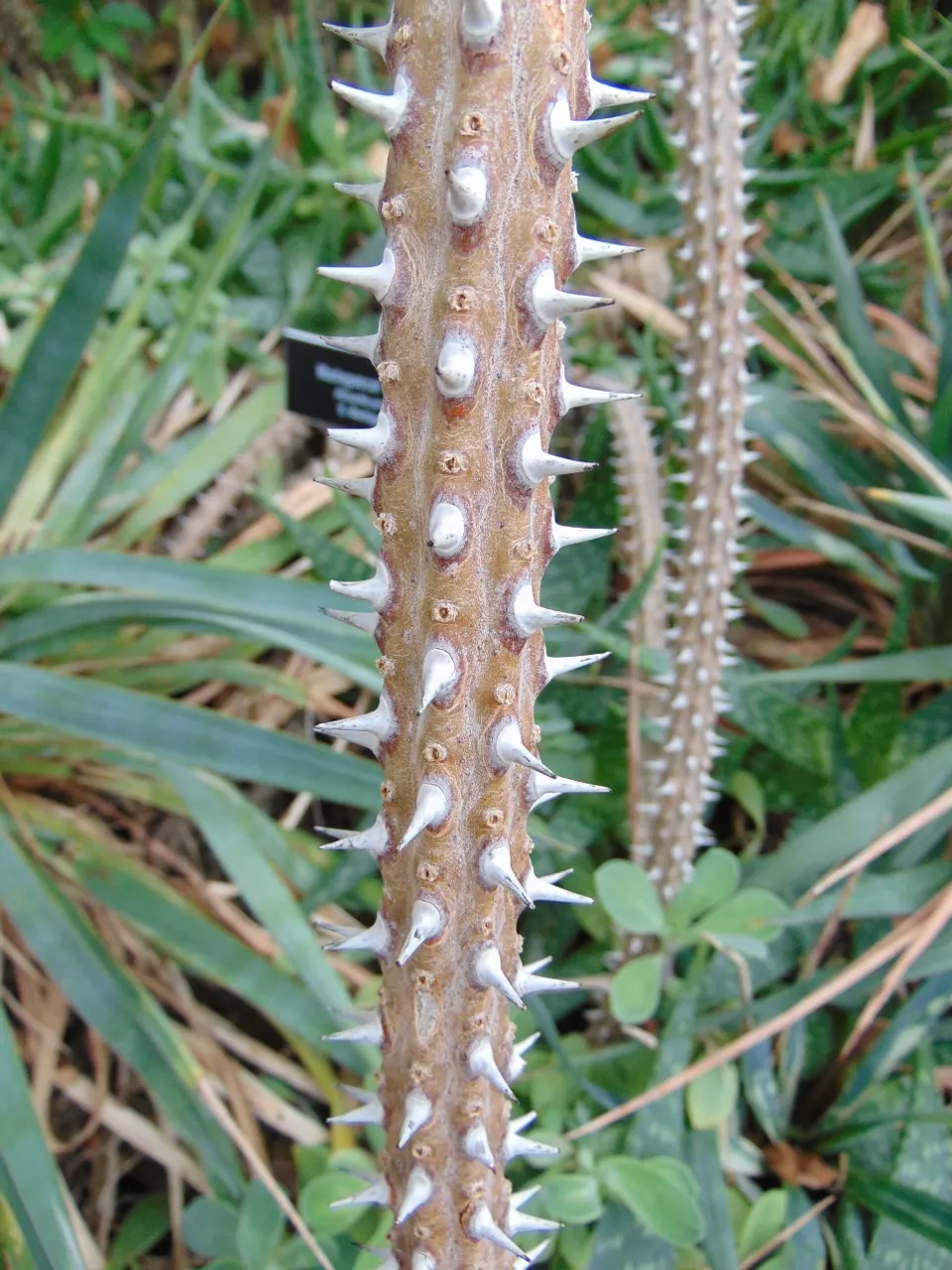 African Madigascan (Alluaudia Procera) — and usually measure about 0.5 to 1.5 inches long, image 38