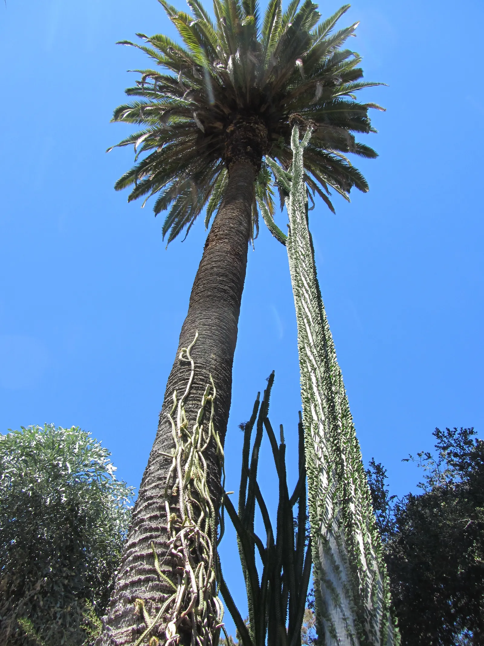 African Madigascan (Alluaudia Procera) — thorny silhouette of the plant's branches; this plant is a remarkable addition to any xeriscape garden or, image 66