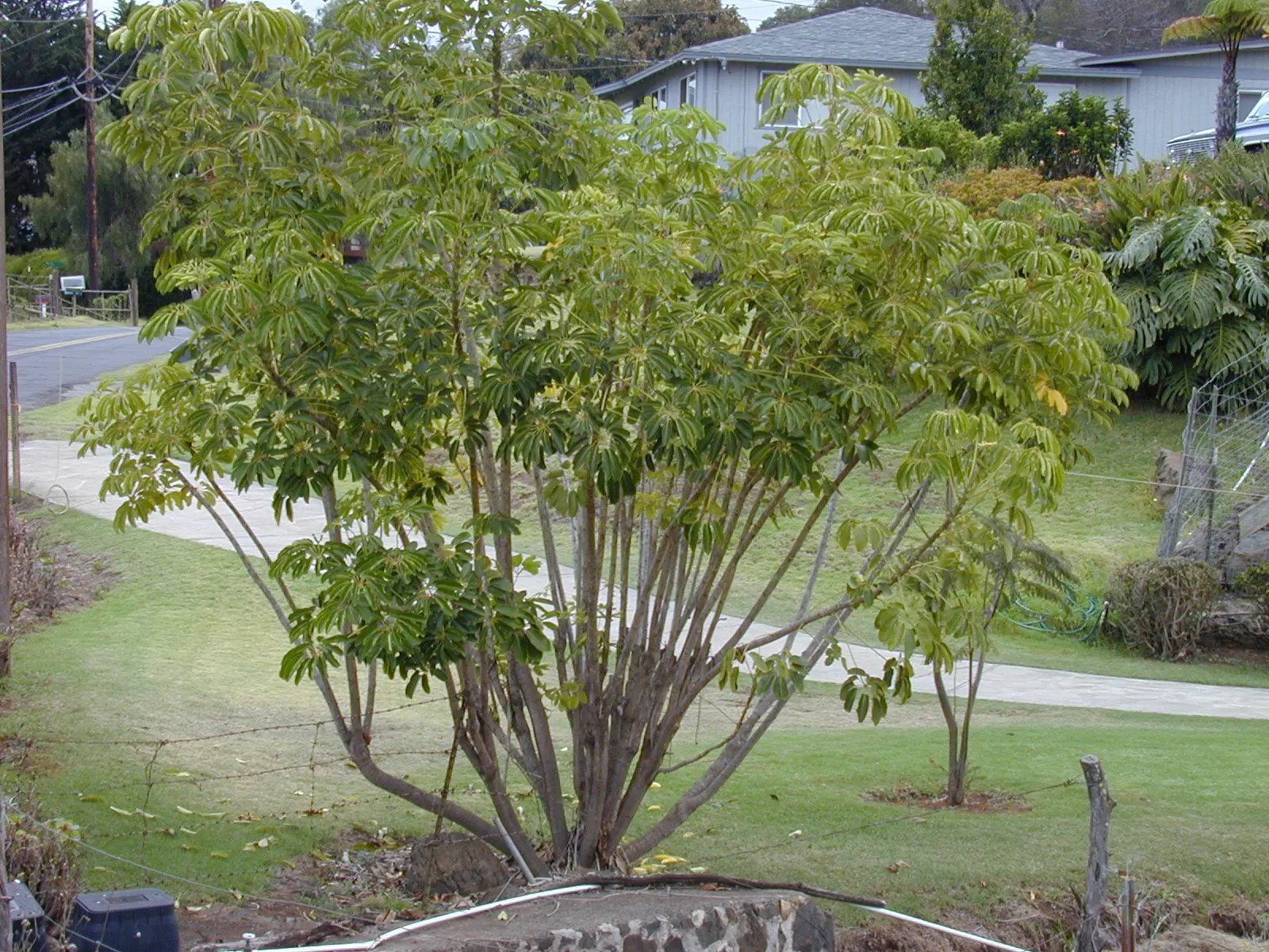 African Madigascan (Alluaudia Procera) — thorny silhouette of the plant's branches; this plant is a remarkable addition to any xeriscape garden or arid