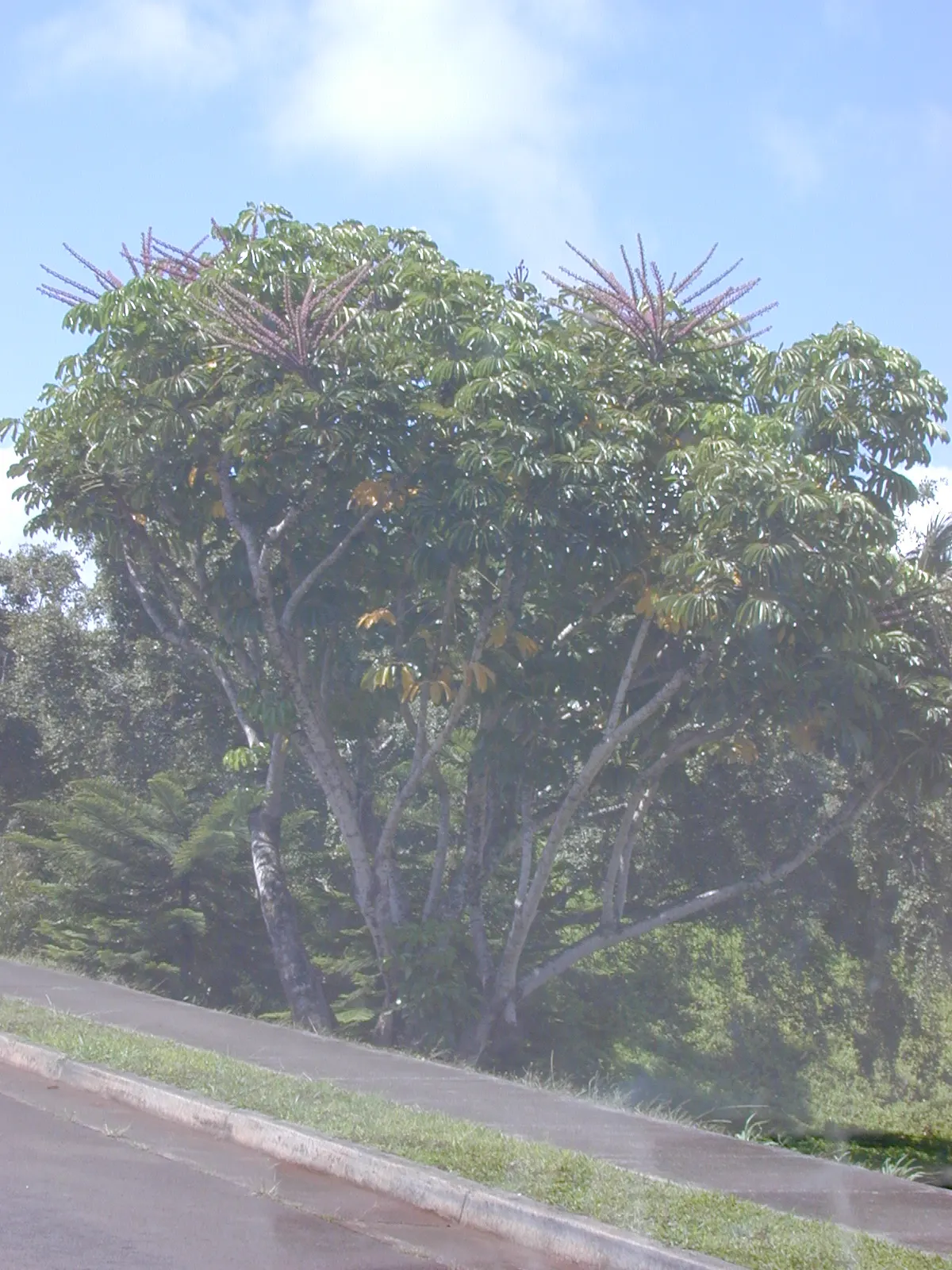 African Madigascan (Alluaudia Procera) — <br><br>Alluaudia procera thrives in full sunlight and requires well-drained soil to prevent root rot, image 67