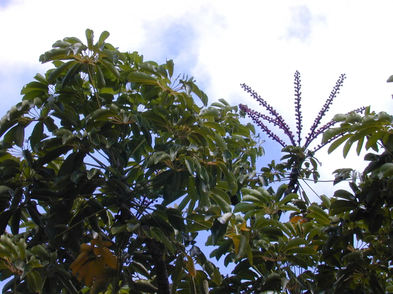 African Madigascan (Alluaudia Procera) — that due to its needs for minimal water and care; dry conditions and can handle temperatures as low as 30°F for