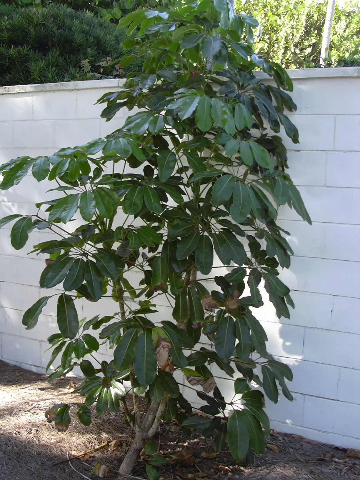 African Madigascan (Alluaudia Procera) — <br><br>Alluaudia procera thrives in full sunlight and requires well-drained soil to prevent root rot; thorny