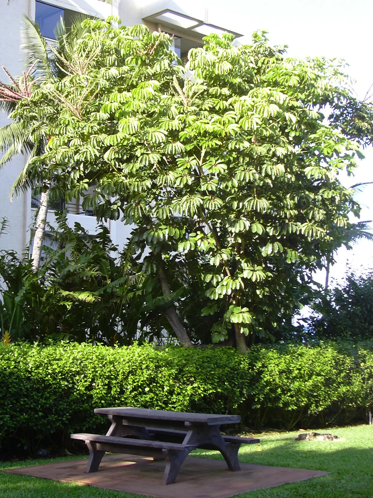 African Madigascan (Alluaudia Procera) — it is well adapted to hot; white flowers in the garden, image 68