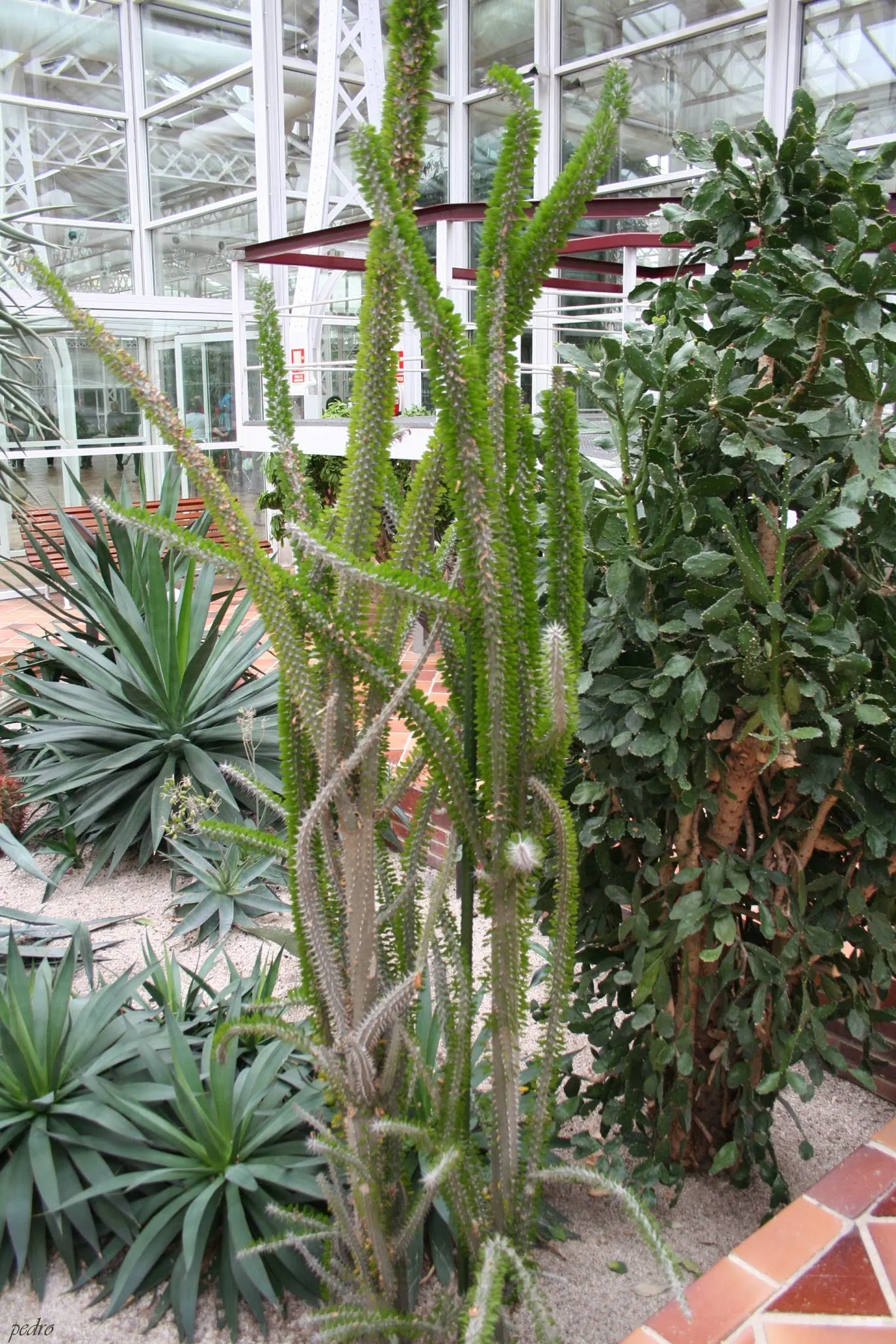 African Madigascan (Alluaudia Procera) — needle-like spines measuring approximately 1 to 2 inches long; provides a dramatic vertical element and, image 62