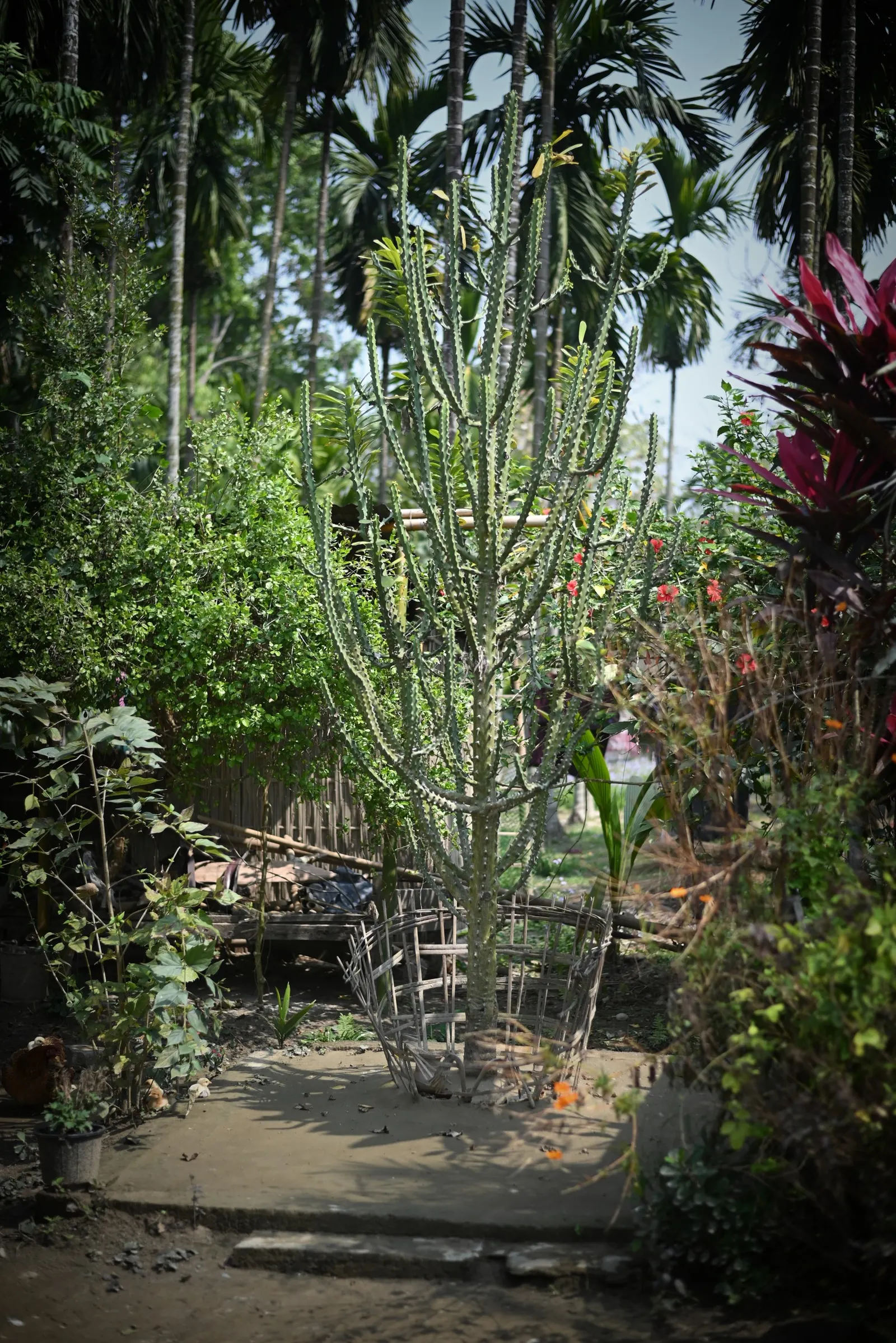 African Madigascan (Alluaudia Procera) — offering both textural contrast and architectural height; <br><br>Alluaudia procera thrives in full, image 60
