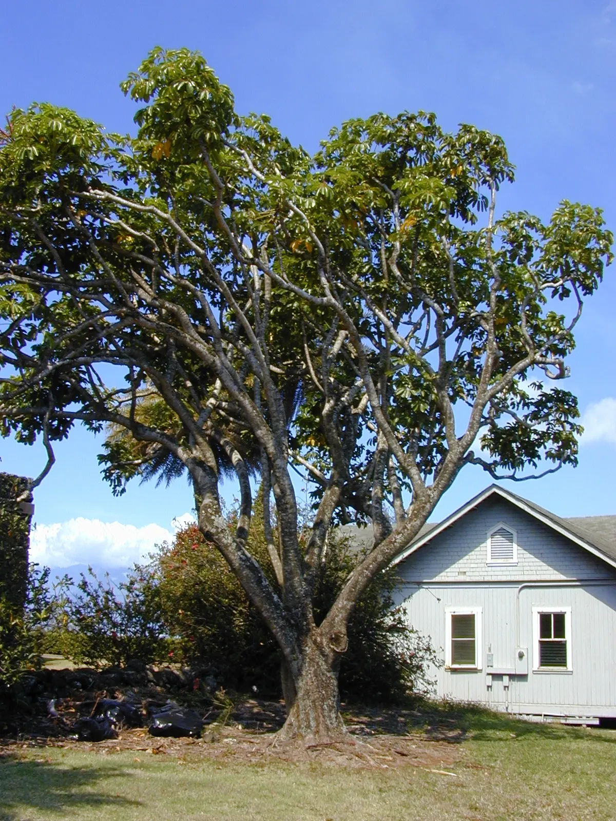 African Madigascan (Alluaudia Procera) — shrub for full or half; provides a sustainable and exotic focal point for clients interested in unique