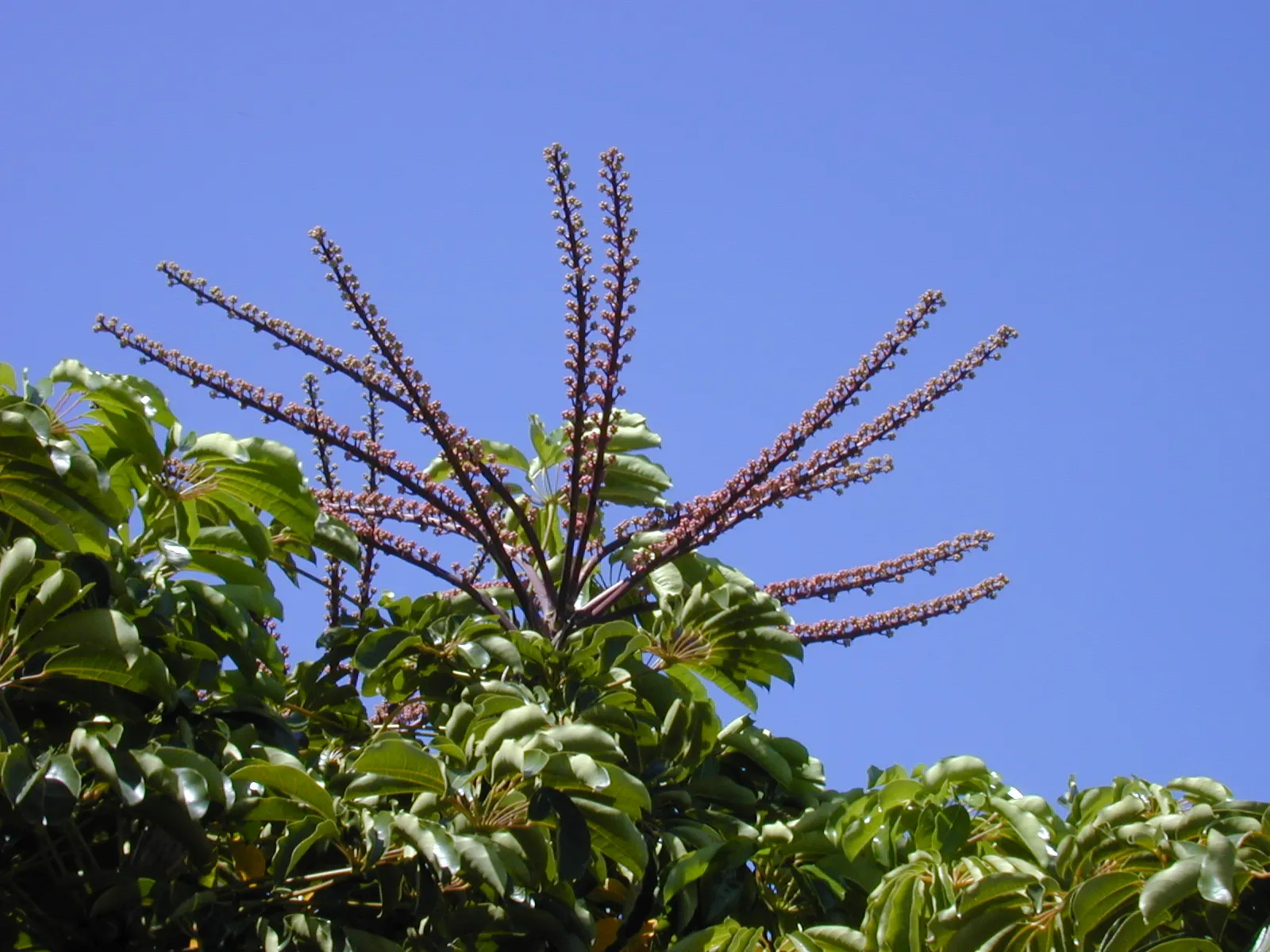 African Madigascan (Alluaudia Procera) — dry conditions and can handle temperatures as low as 30°F for short periods; space at least 6 feet apart to