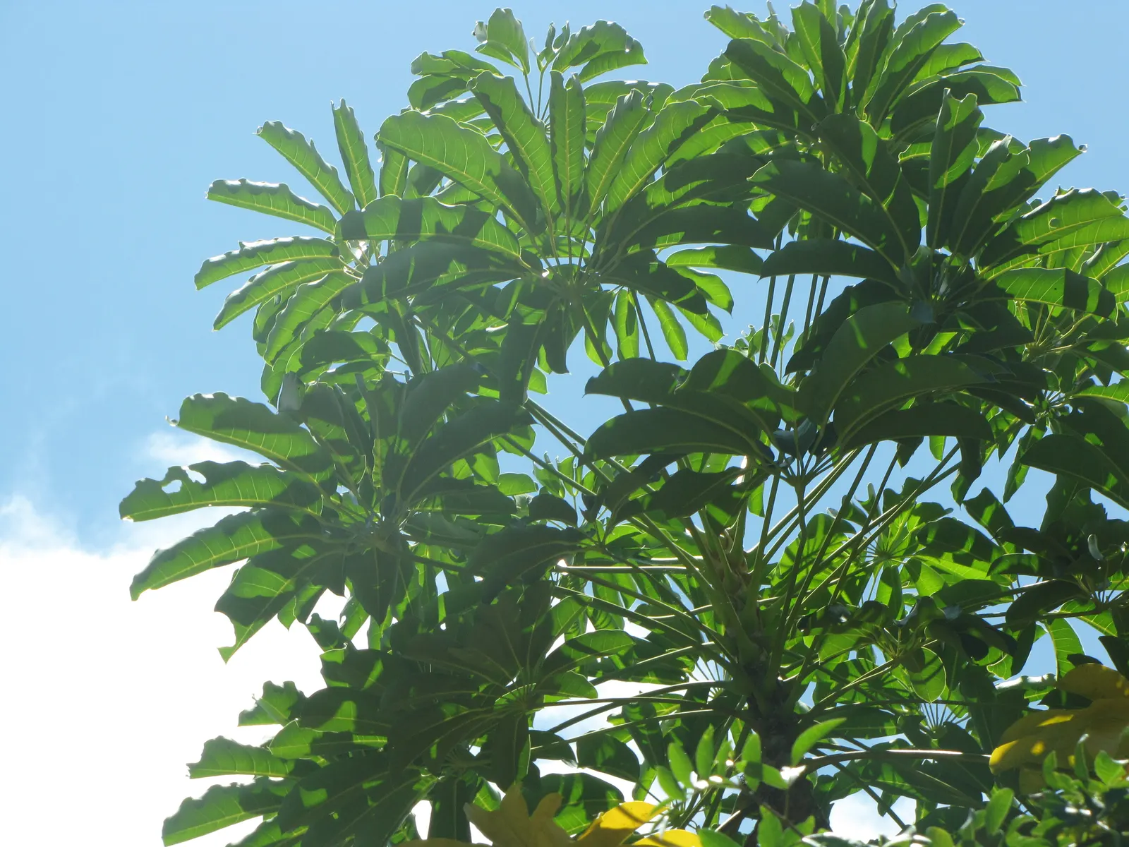 African Madigascan (Alluaudia Procera) — this plant's water needs are minimal once established; needle-like spines measuring approximately 1 to 2 inches long