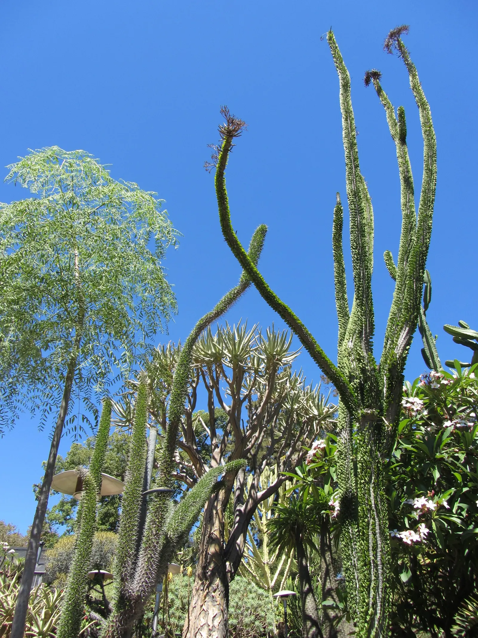 African Madigascan (Alluaudia Procera) — columnar stems are covered in sharp; shrub with white blooms, image 61