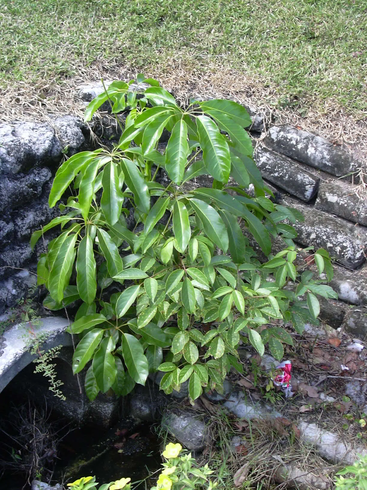 African Madigascan (Alluaudia Procera) — it is well adapted to hot; white flowers in the garden