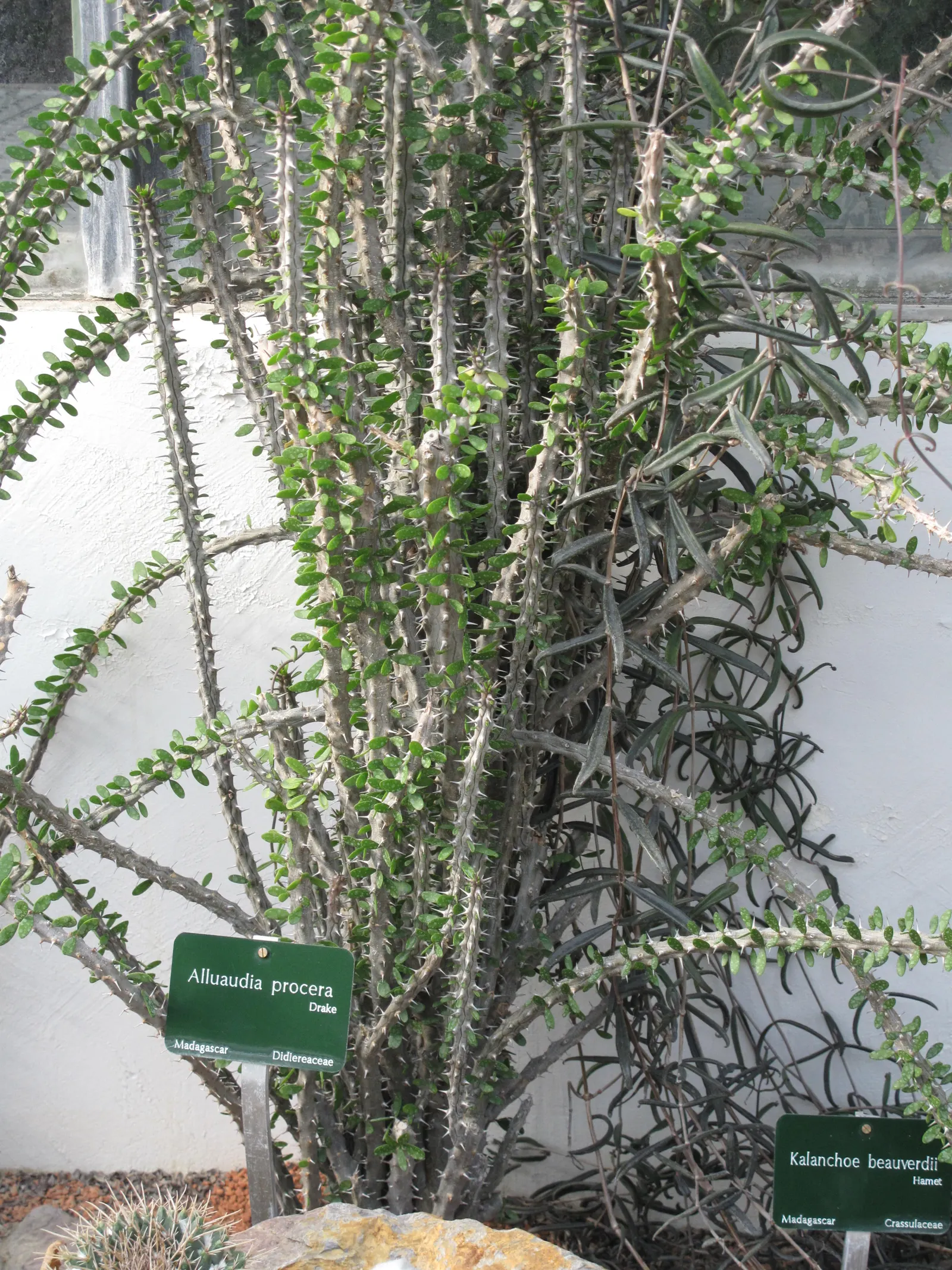 African Madigascan (Alluaudia Procera) — is a distinctive spiny succulent native to the arid regions of Madagascar; its cylindrical, upright, image 58