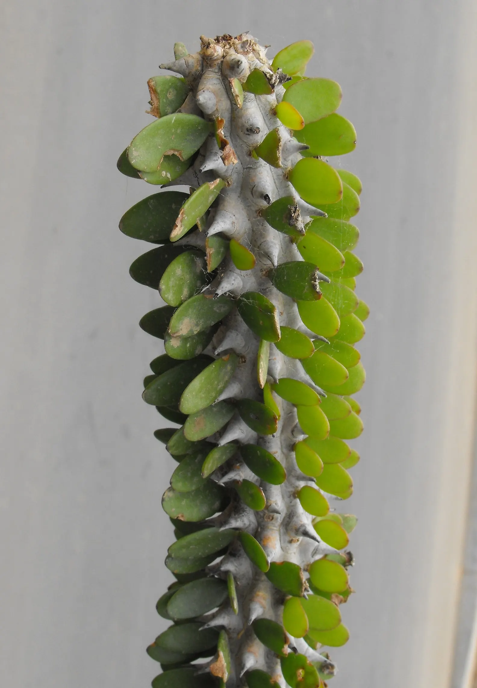 African Madigascan (Alluaudia Procera) — This plant is a remarkable addition to any xeriscape garden or arid landscape design; offering both, image 59