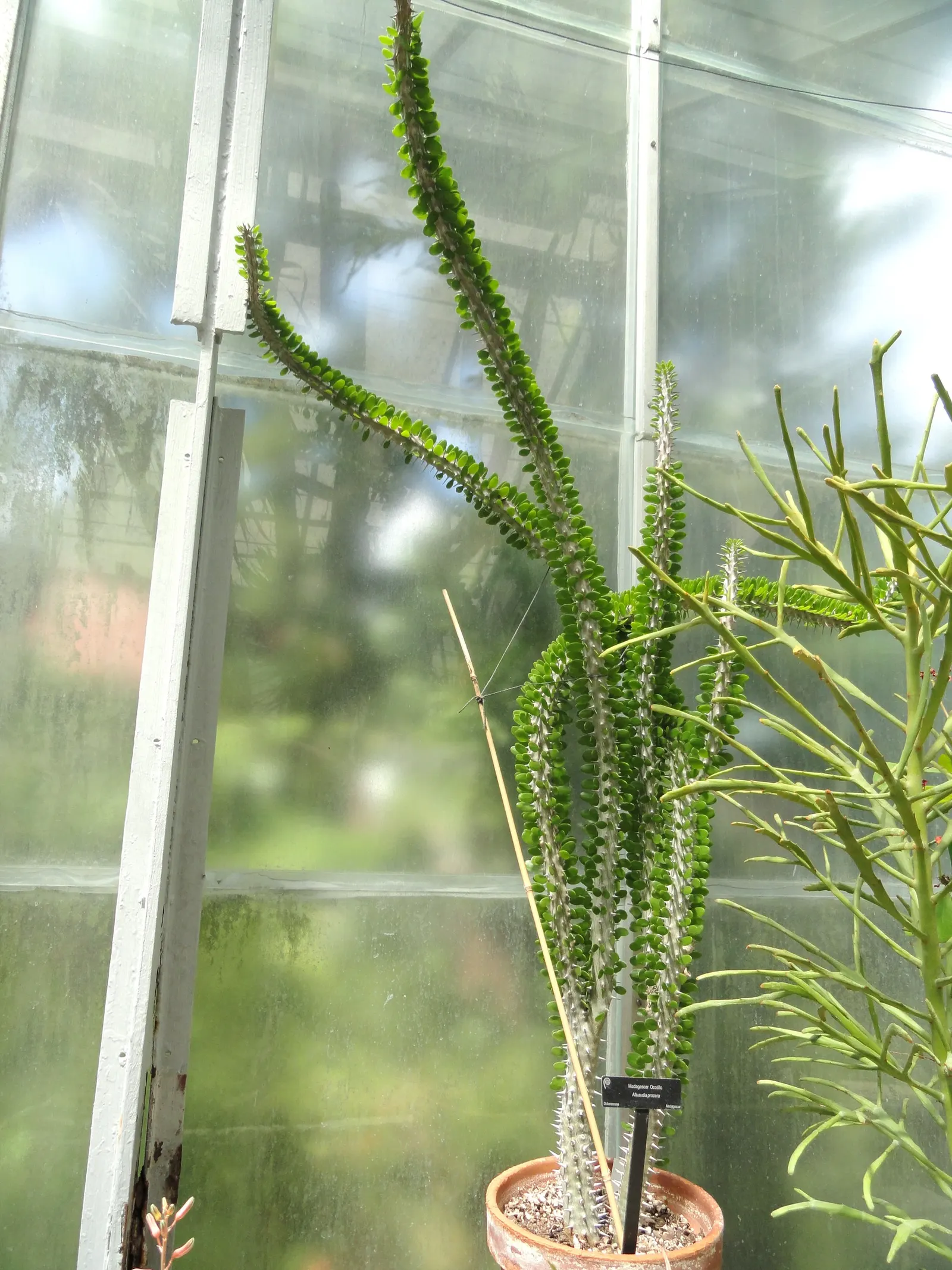 African Madigascan (Alluaudia Procera) — commonly known as the African Madagascar Ocotillo or simply the Madagascar Ocotillo; that due to its needs, image 57