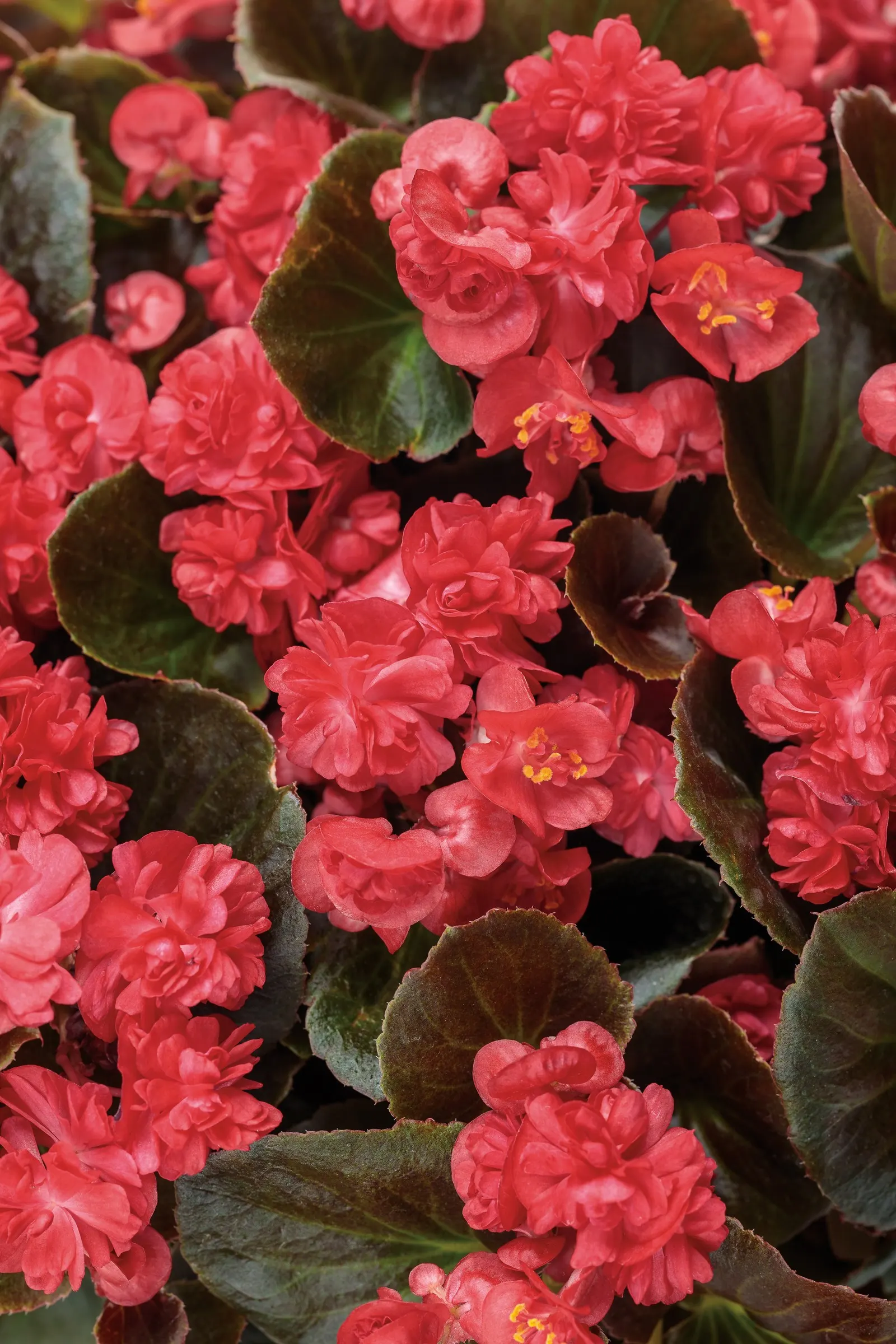Red Begonia — valued for its vivid red double flowers set against unusually dark bronze to near-black foliage