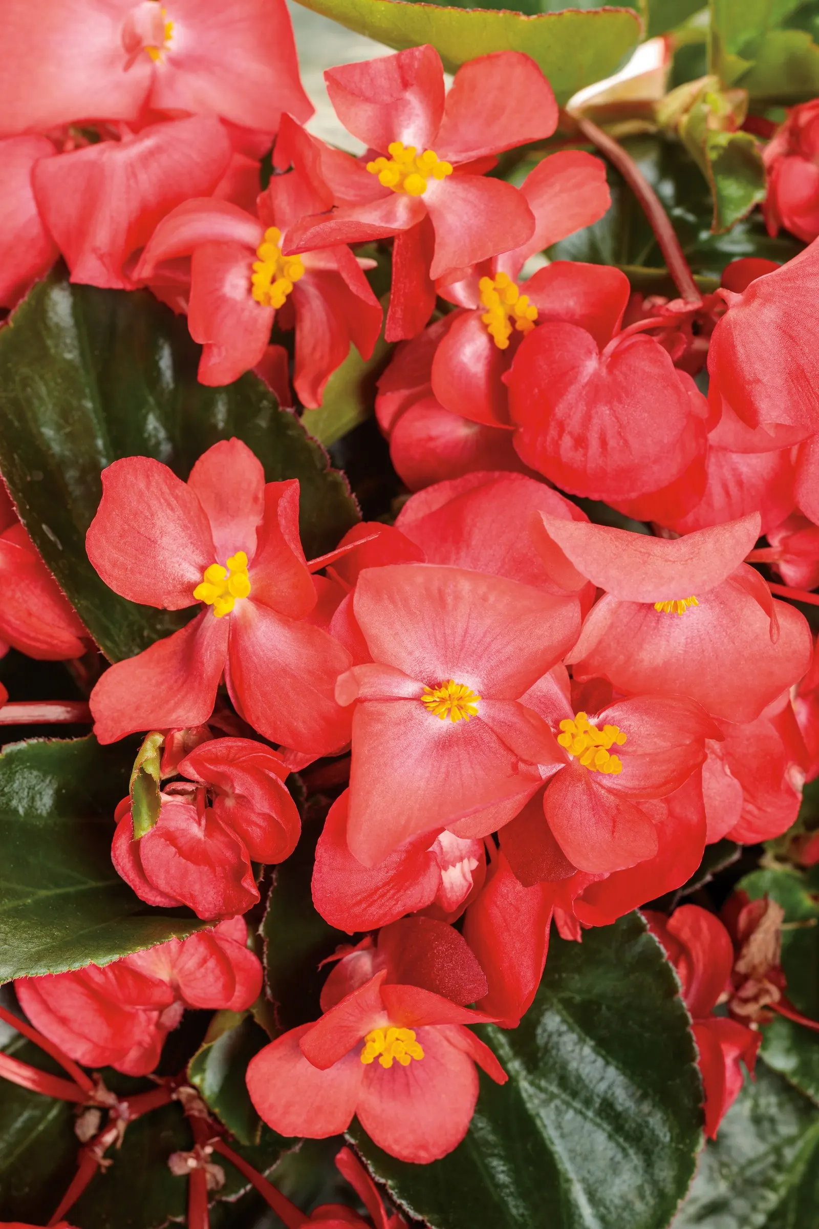 Red Begonia — The contrast is rich and graphic, giving the plant a tailored presence even in the heat of summer