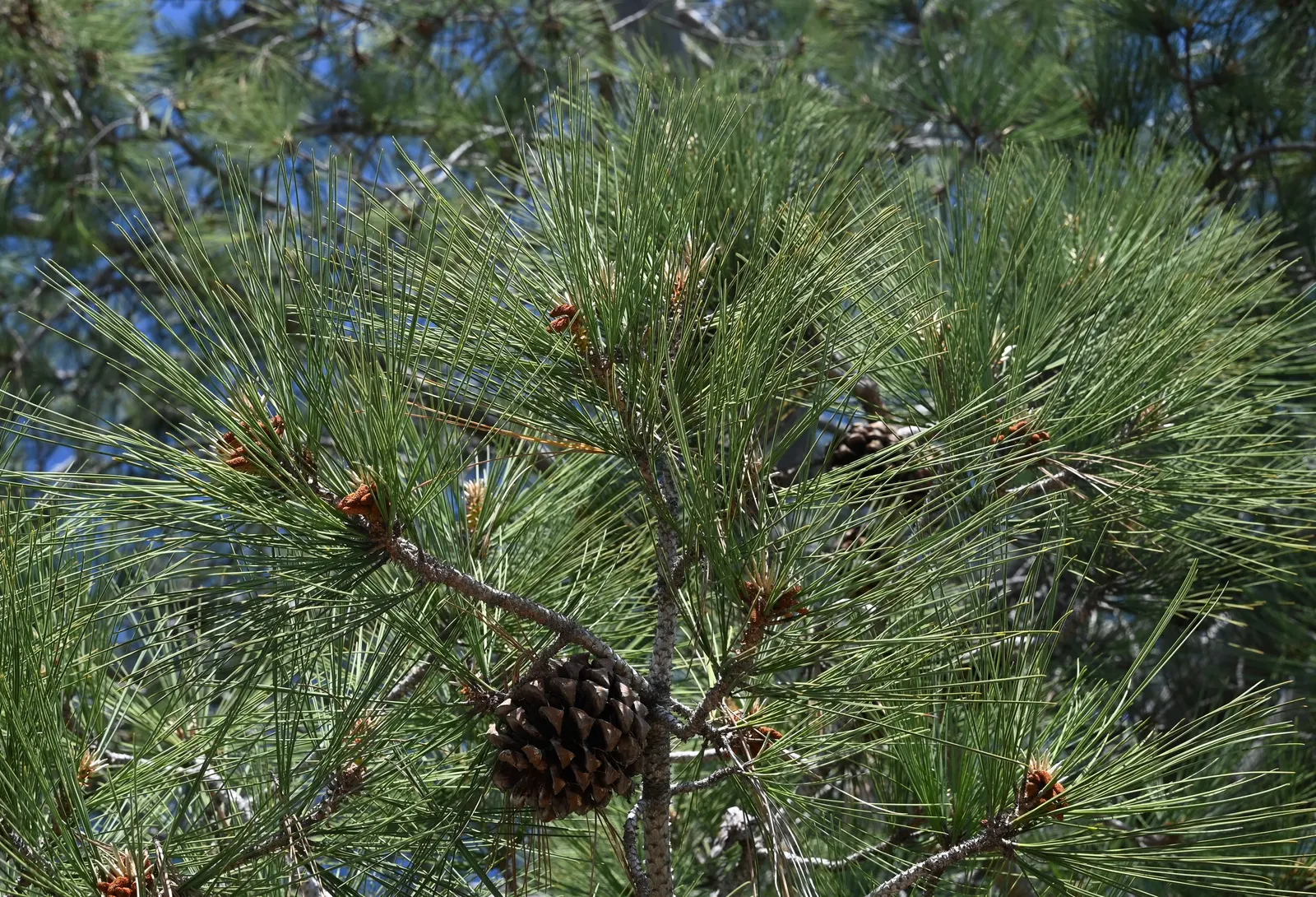 Torrey Pine (Pinus Torreyana) — Its resilience and coastal origin make it resistant to salt spray, an added benefit for seaside landscapes
