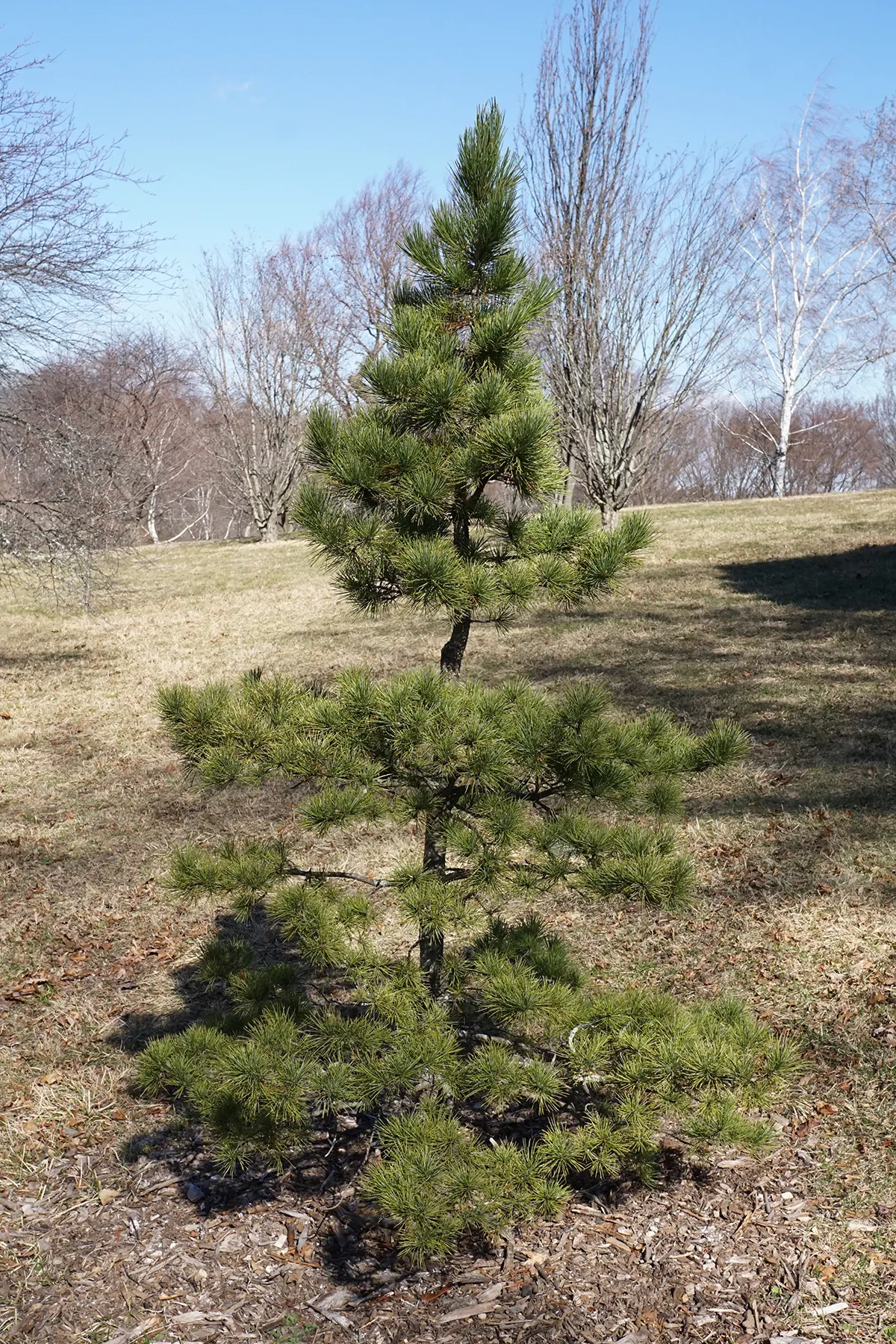 Torrey Pine (Pinus Torreyana) — Planted as a bold focal point or in a grouping