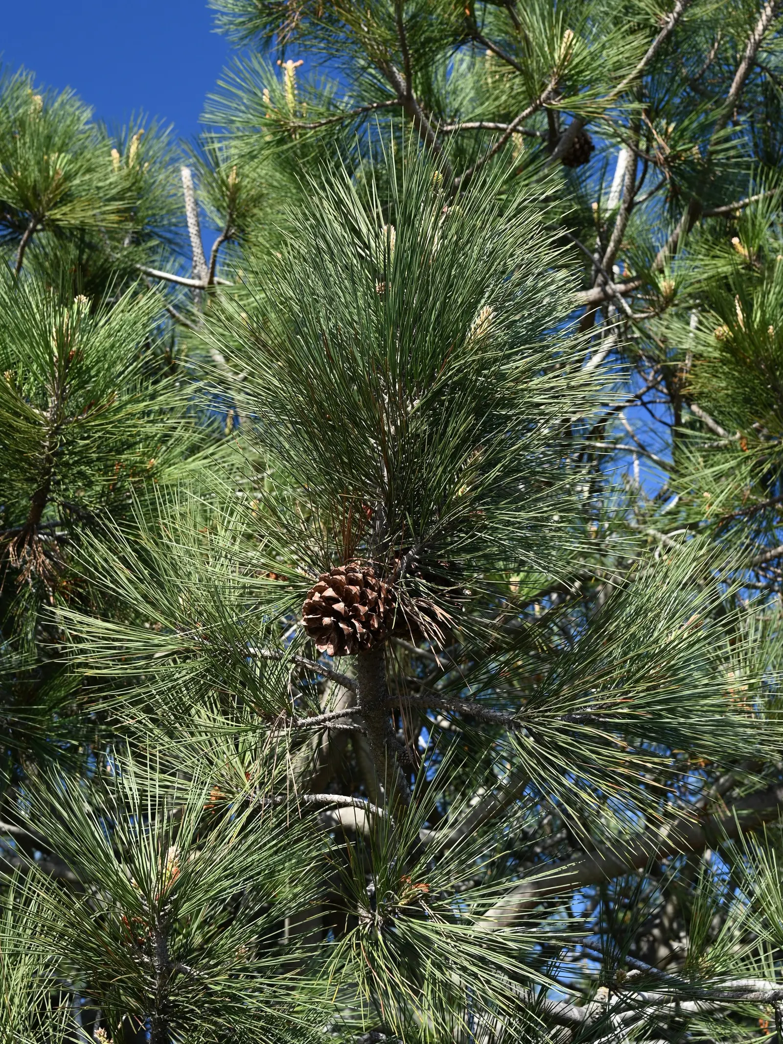 Torrey Pine (Pinus Torreyana) — stands as a magnificent and rare conifer