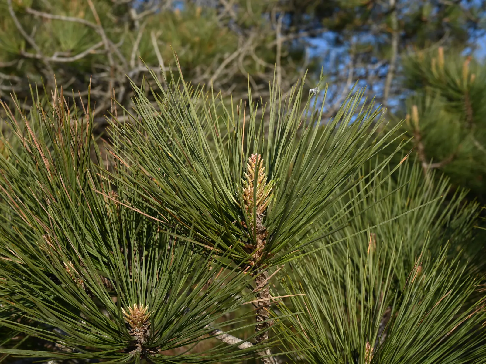 Torrey Pine (Pinus Torreyana) — offering a robust and sculptural presence to any landscape design