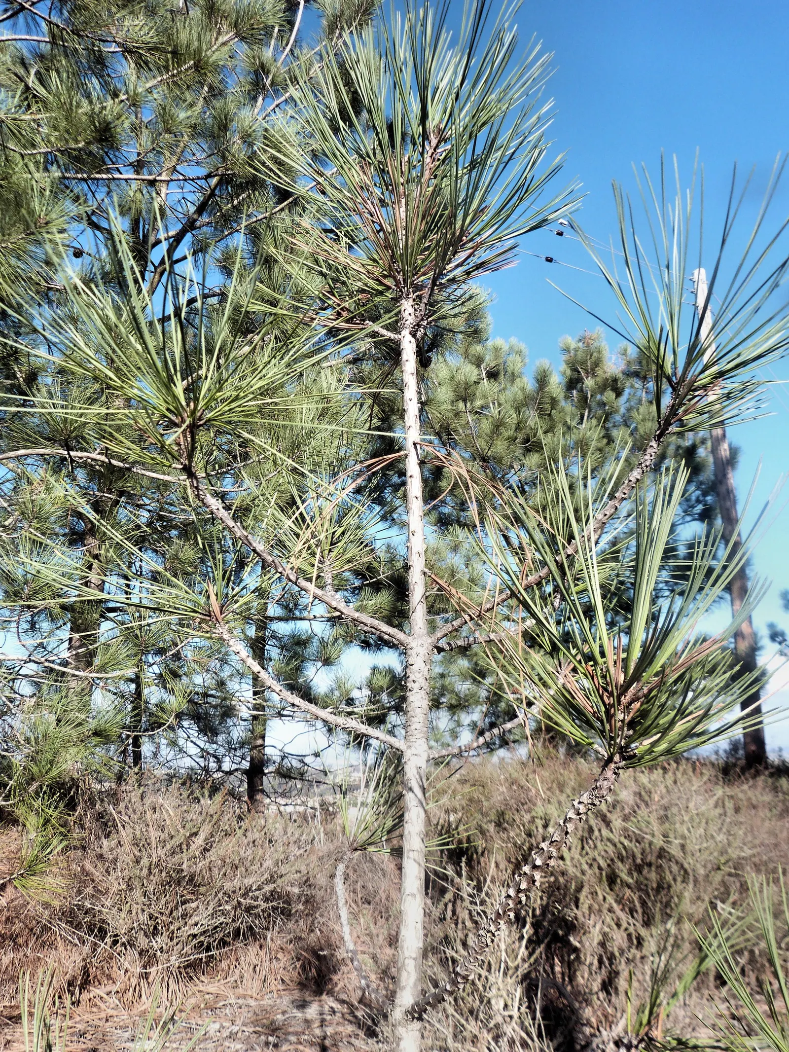 Torrey Pine (Pinus Torreyana) — though it flourishes best in well-drained conditions