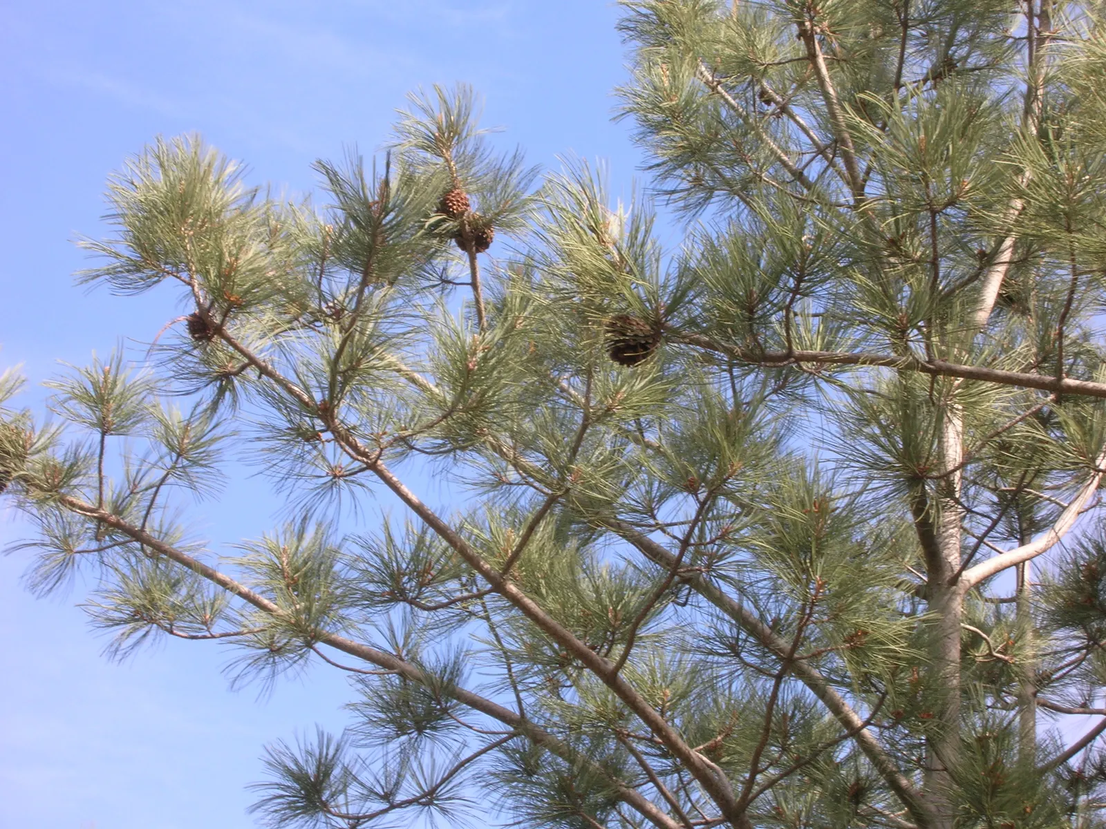 Torrey Pine (Pinus Torreyana) — each needle measuring approximately 8 to 12 inches in length