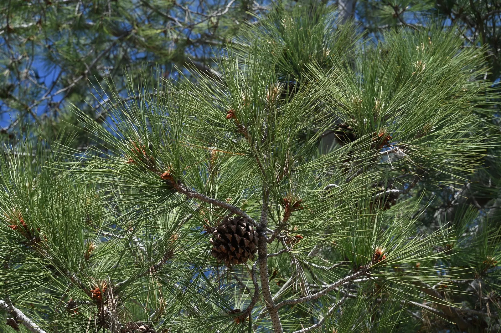 Torrey Pine (Pinus Torreyana) — the Torrey Pine is an exemplary choice