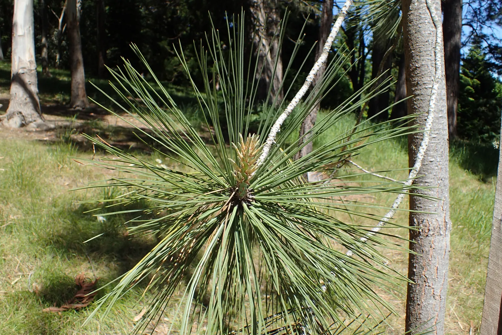 Torrey Pine (Pinus Torreyana) — with a canopy spread of 20 to 30 feet