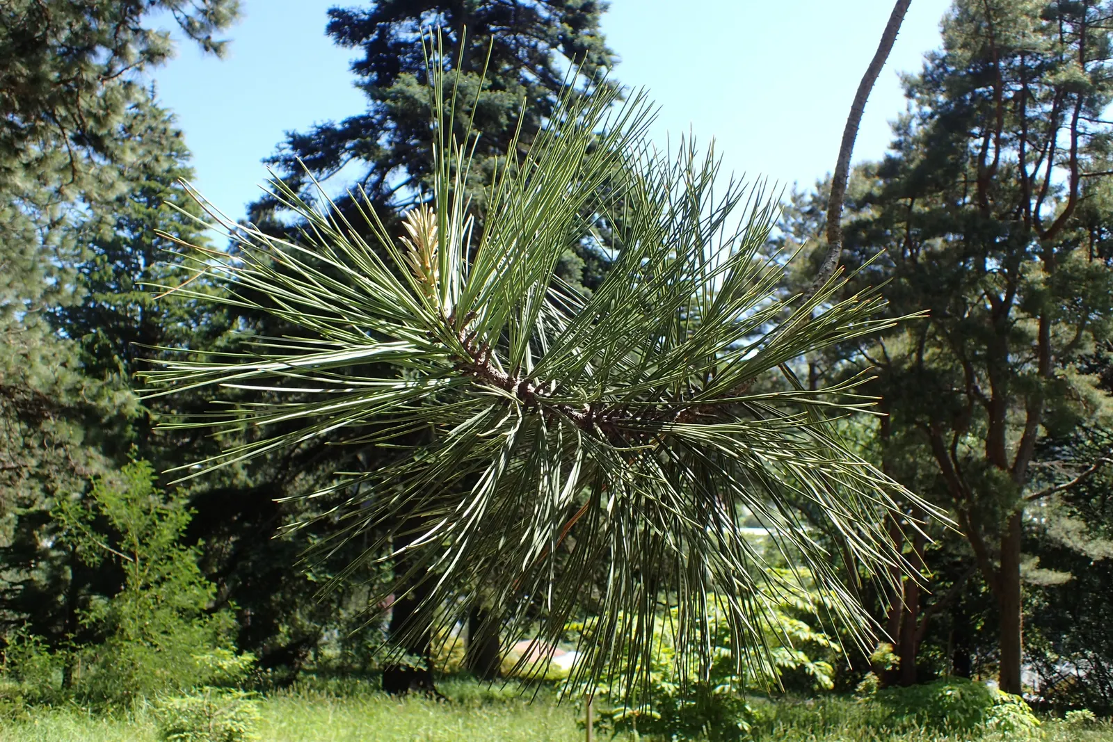 Torrey Pine (Pinus Torreyana) — impressive at 5 to 6 inches long
