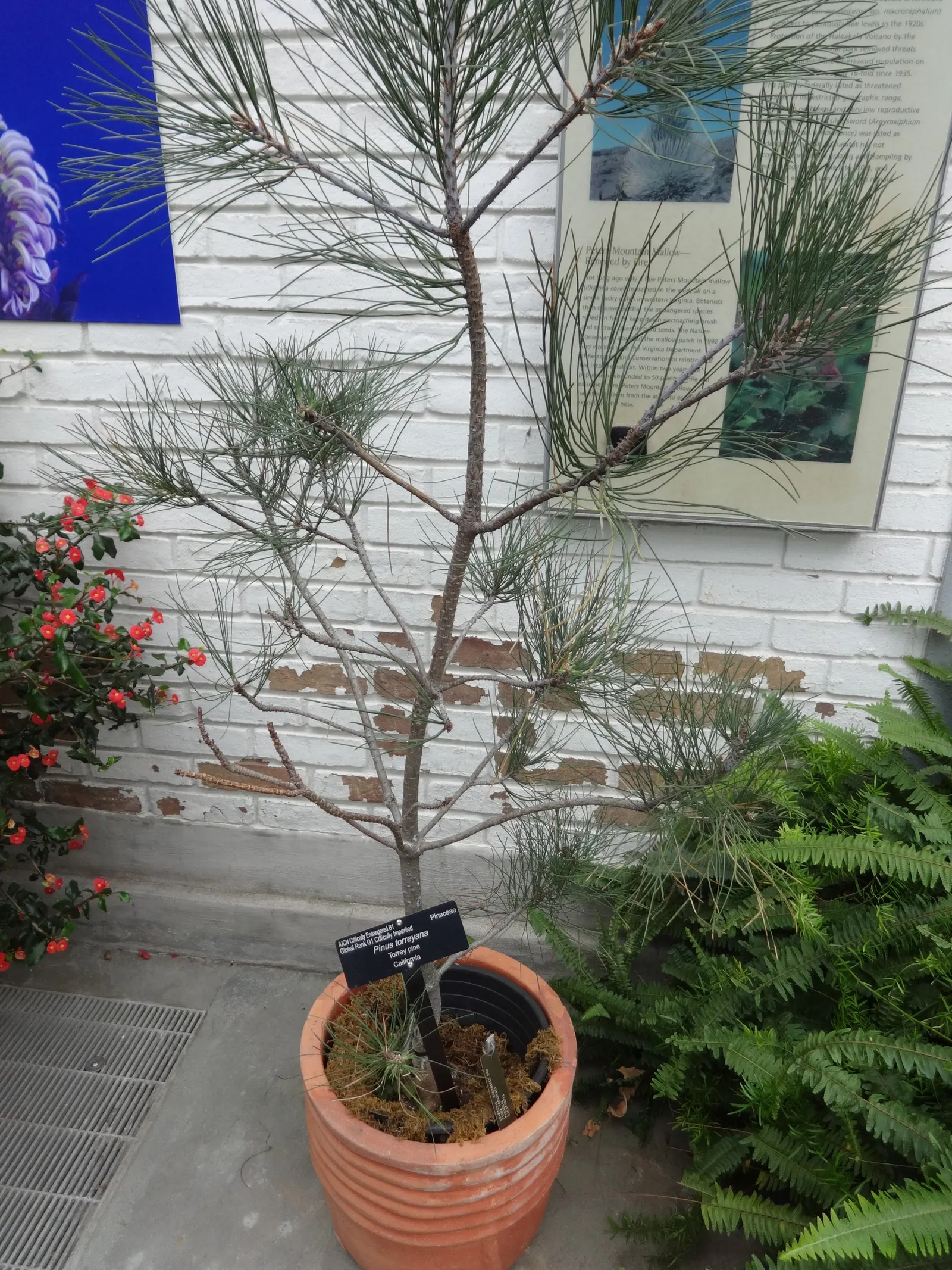 Torrey Pine (Pinus Torreyana) — Its large cones and textured bark add visual interest, making it a majestic choice for spacious landscapes