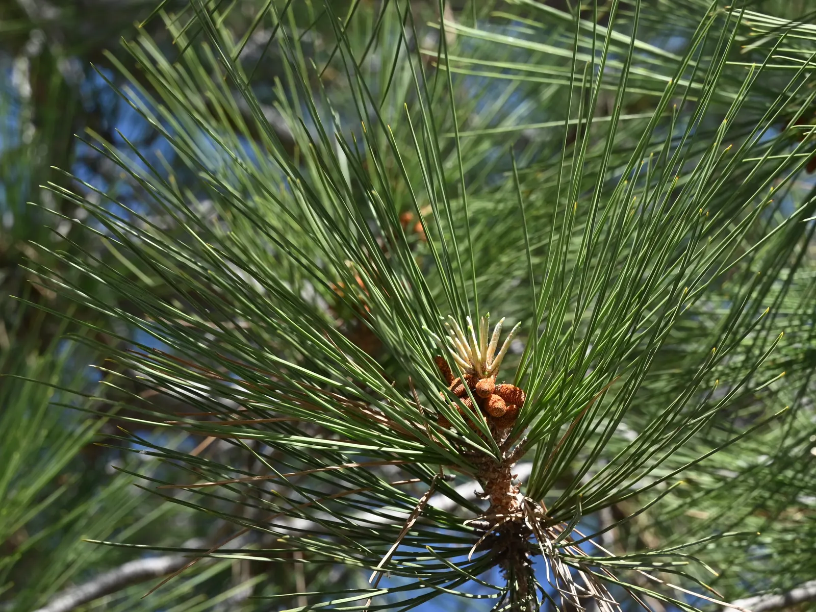 Torrey Pine (Pinus Torreyana) — it's essential to consider its preference for full sunlight and its adaptability to various soil types