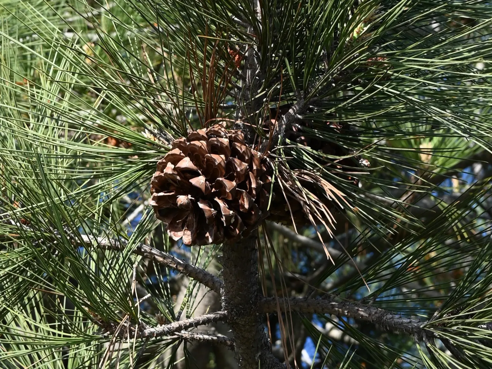 Torrey Pine (Pinus Torreyana) — Native to a limited coastal region in Southern California