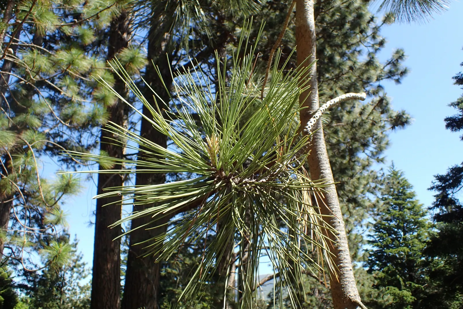 Torrey Pine (Pinus Torreyana) — add to the tree's textured appearance.<br><br>When incorporating the Torrey Pine into a design