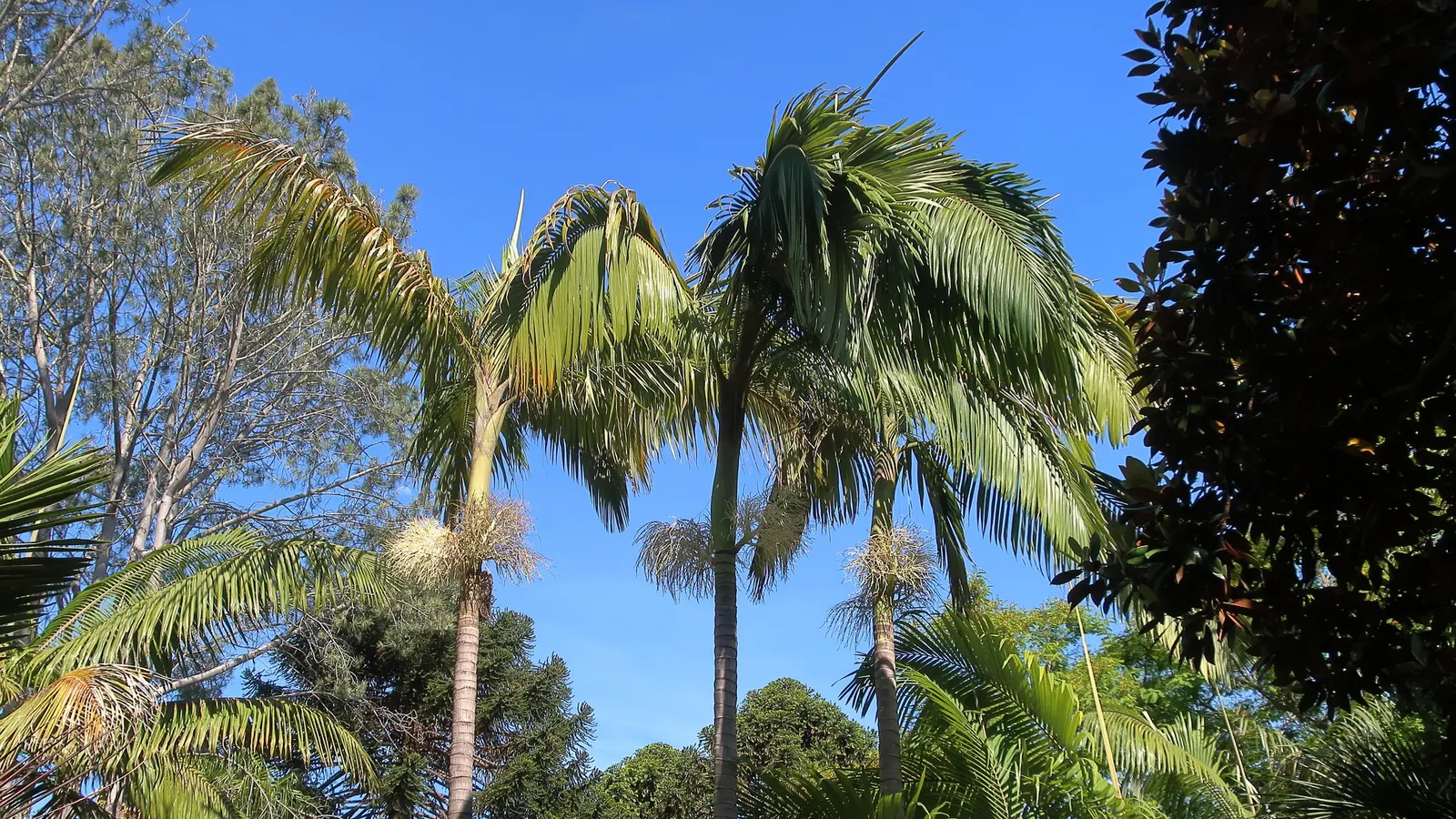 Torrey Pine (Pinus Torreyana) — the Torrey Pine adds grandeur and a touch of California's rare natural heritage to any garden setting