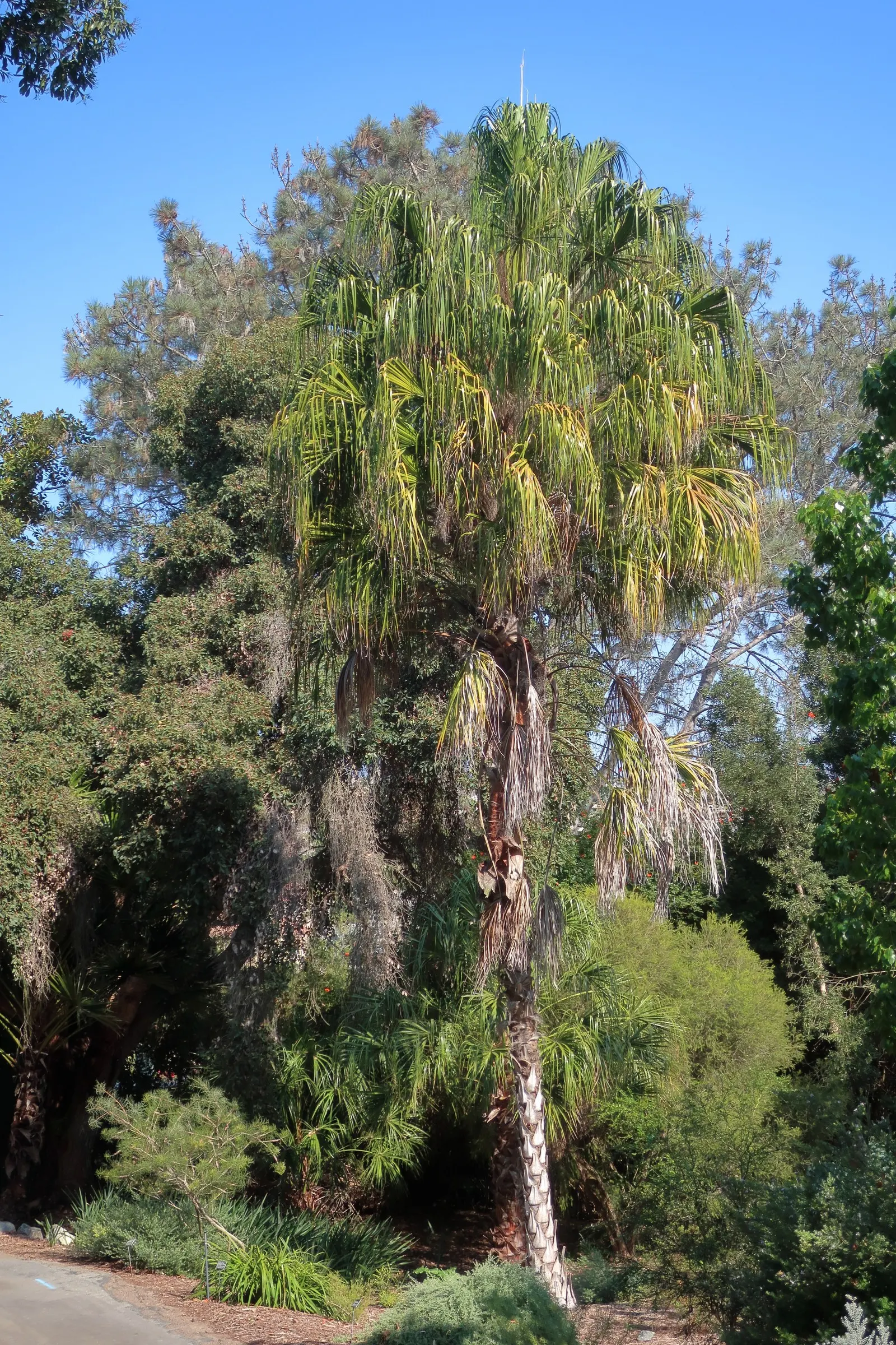 Torrey Pine (Pinus Torreyana) — deeply furrowed bark and sturdy branches